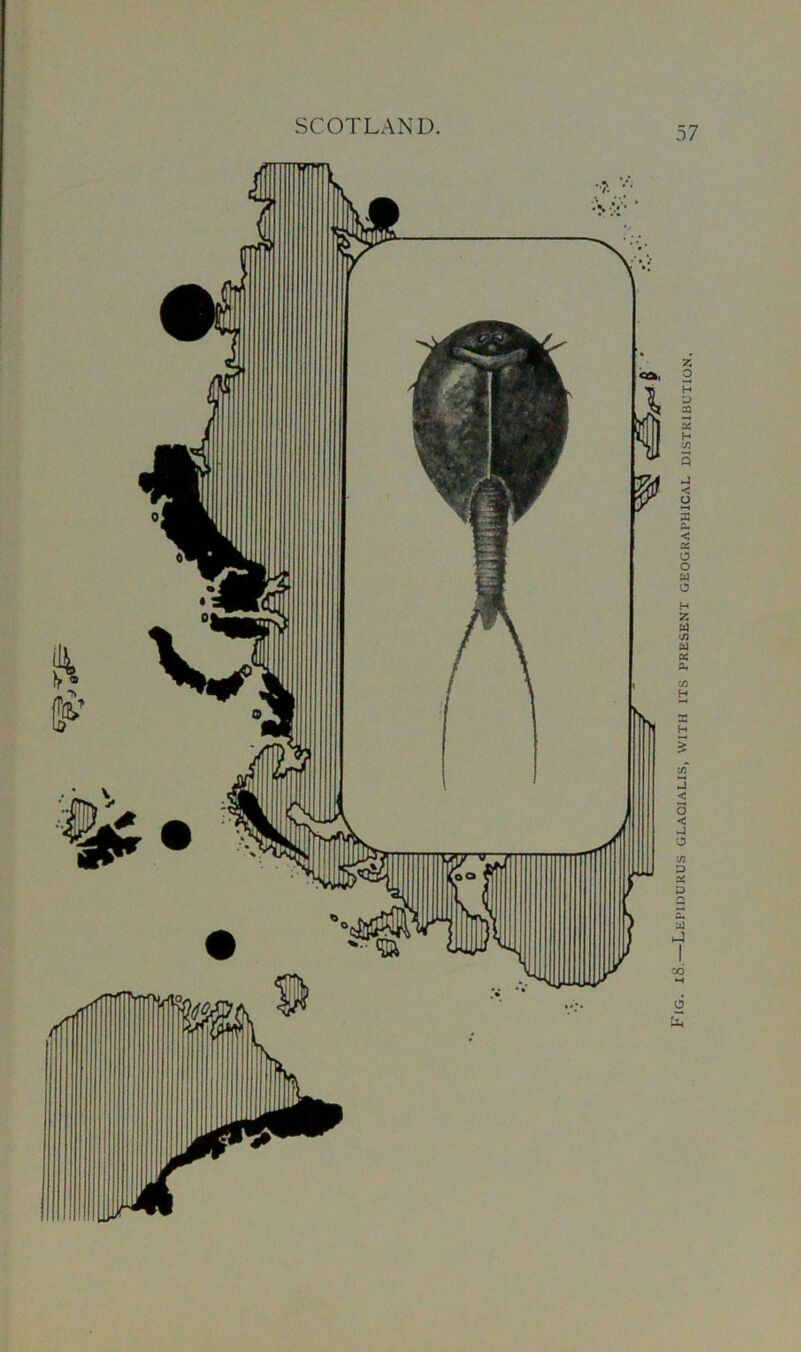 Fig. iS.—Lepidurus glaoialis, with its present geographical distribution.