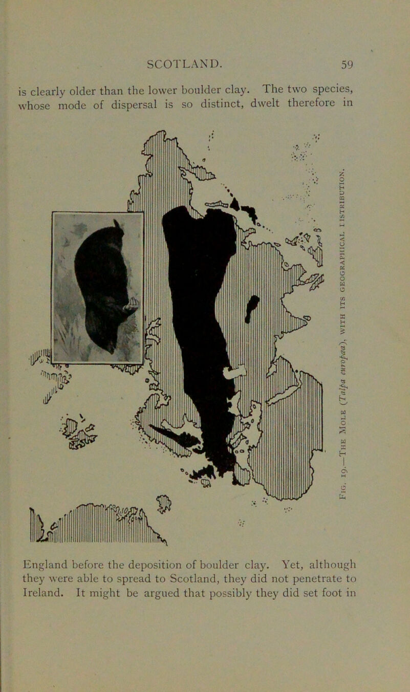 is clearly older than the lower boulder clay. The two species, whose mode of dispersal is so distinct, dwelt therefore in England before the deposition of boulder clay. Yet, although they were able to spread to Scotland, they did not penetrate to Ireland. It might be argued that possibly they did set foot in Fig. 19.—The Mole (Talpa europaa), with its geographical ristribution.