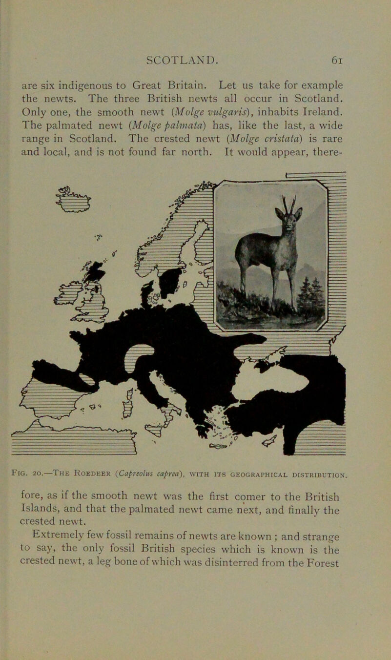 are six indigenous to Great Britain. Let us take for example the newts. The three British newts all occur in Scotland. Only one, the smooth newt (Molge vulgaris), inhabits Ireland. The palmated newt (Molge palmata) has, like the last, a wide range in Scotland. The crested newt (Molge cristata) is rare and local, and is not found far north. It would appear, there- Fig. 20.—The Roedeer (Capreolus caprea'), with its geographical distribution. fore, as if the smooth newt was the first comer to the British Islands, and that the palmated newt came next, and finally the crested newt. Extremely few fossil remains of newts are known ; and strange to say, the only fossil British species which is known is the crested newt, a leg bone of which was disinterred from the Forest