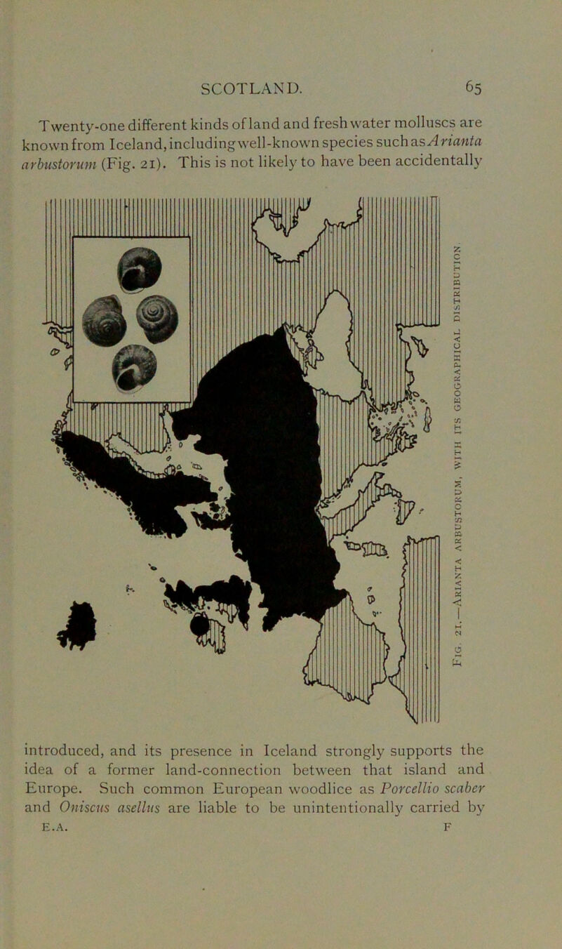 Twenty-one different kinds of land and freshwater molluscs are known from Iceland, including well-known species such as Avicintci arbustoruni (Fig. 21). This is not likely to have been accidentally introduced, and its presence in Iceland strongly supports the idea of a former land-connection between that island and Europe. Such common European woodlice as Porcellio scaber and Oniscus asellns are liable to be unintentionally carried by E.A. F