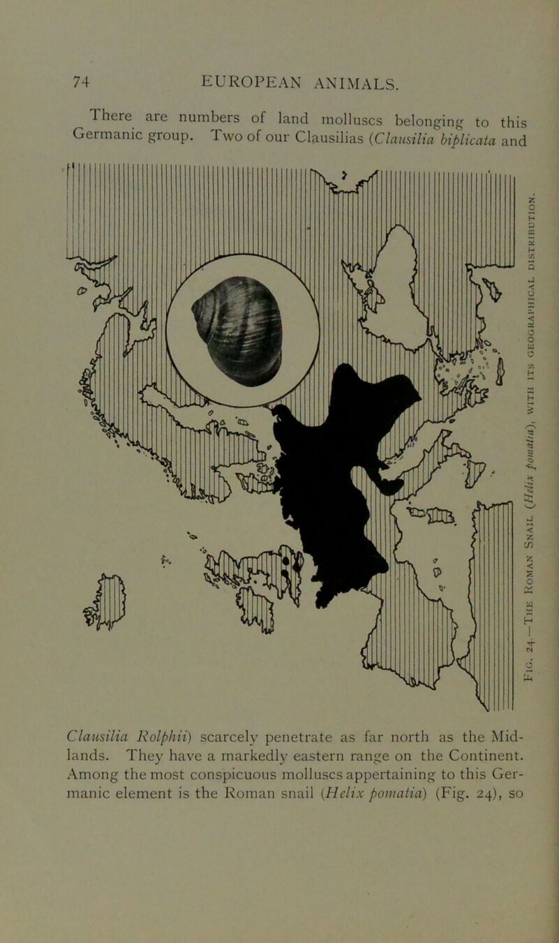 There are numbers of land molluscs belonging to this Germanic group. Two of our Clausilias (Clausilia bibliccita and Clausilia Rolphii) scarcely penetrate as far north as the Mid- lands. They have a markedly eastern range on the Continent. Among the most conspicuous molluscs appertaining to this Ger- manic element is the Roman snail (Helix pomatia) (Fig. 24), so 1'iG. 24.—The Roman Snail (Helix pomatia), with its geographical distribution.