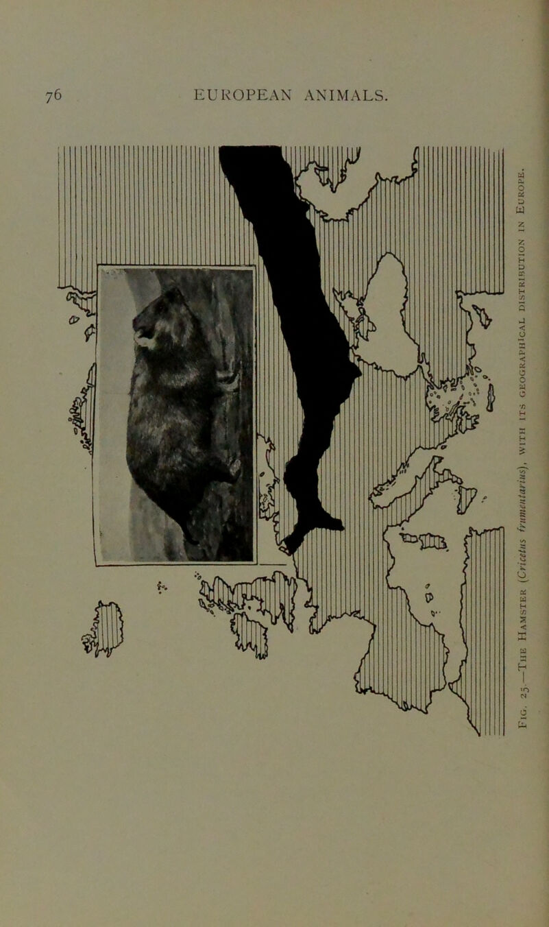 Fig. 25.—Thu Hamster (Cricetus frumentarius), with its geographical distribution in Europe.