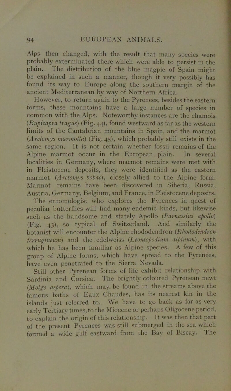 Alps then changed, with the result that many species were probably exterminated there which were able to persist in the plain. The distribution of the blue magpie of Spain might be explained in such a manner, though it very possibly has found its way to Europe along the southern margin of the ancient Mediterranean by way of Northern Africa. However, to return again to the Pyrenees, besides the eastern forms, these mountains have a large number of species in common with the Alps. Noteworthy instances are the chamois (.Kupicapra tragus) (Fig. 44), found westward as far as the western limits of the Cantabrian mountains in Spain, and the marmot (Arctontys marmotta) (Fig.45), which probably still exists in the same region. It is not certain whether fossil remains of the Alpine marmot occur in the European plain. In several localities in Germany, where marmot remains were met with in Pleistocene deposits, they were identified as the eastern marmot (Arctomys bobac), closely allied to the Alpine form. Marmot remains have been discovered in Siberia, Russia, Austria, Germany, Belgium, and France, in Pleistocene deposits. The entomologist who explores the Pyrenees in quest of peculiar butterflies will find many endemic kinds, but likewise such as the handsome and stately Apollo (Parnassius apollo) (Fig. 43), so typical of Switzerland. And similarly the botanist will encounter the Alpine rhododendron (Rhododendron ferrugincmn) and the edelweiss (Lcontopodiimi alpinum), with which he has been familiar as Alpine species. A few of this group of Alpine forms, which have spread to the Pyrenees, have even penetrated to the Sierra Nevada. Still other Pyrenean forms of life exhibit relationship with Sardinia and Corsica. The brightly coloured Pyrenean newt (.Molge aspcra), which may. be found in the streams above the famous baths of Eaux Chaudes, has its nearest kin in the islands just referred to.. We have to go back as far as very early Tertiary times, to the Miocene or perhaps Oligocene period, to explain the origin of this relationship. It was then that part of the present Pyrenees was still submerged in the sea which formed a wide gulf eastward from the Bay of Biscay. The