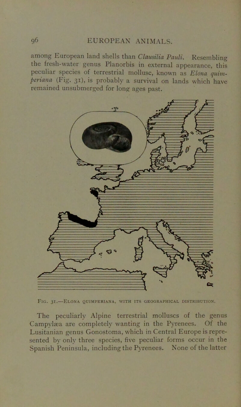 among European land shells than Clausilia Pauli. Resembling the fresh-water genus Planorbis in external appearance, this peculiar species of terrestrial mollusc, known as Elona quitn- periana (I'ig. 31)? is probably a survival on lands which have remained unsubmerged for long ages past. Fig. 31.—Elona quimperiana, with its geographical distribution. The peculiarly Alpine terrestrial molluscs of the genus Campvlaea are completely wanting in the Pyrenees. Of the Lusitanian genus Gonostoma, which in Central Europe is repre- sented by only three species, five peculiar forms occur in the Spanish Peninsula, including the Pyrenees. None of the latter