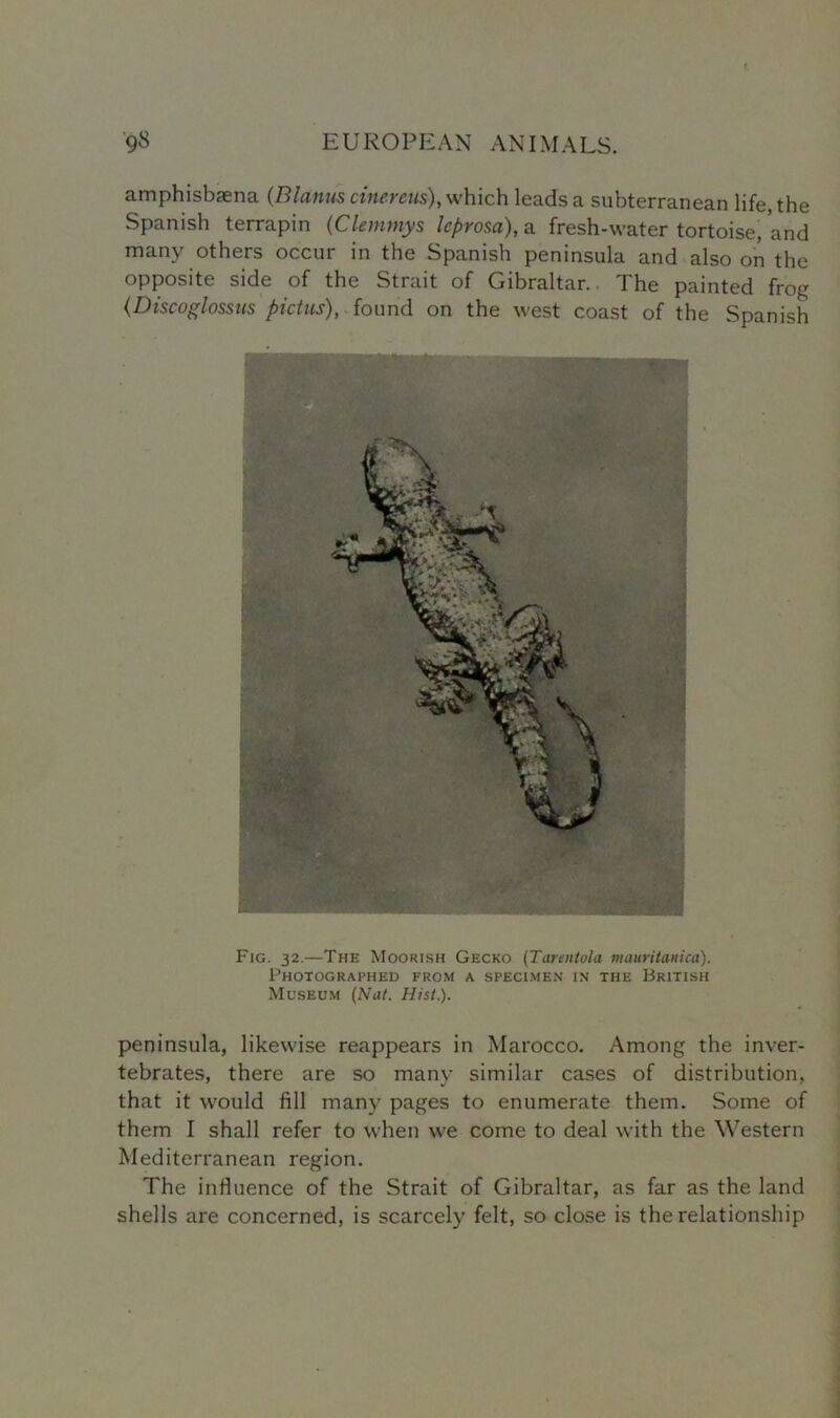 amphisbaena (Blanus cinereus), which leads a subterranean life, the Spanish terrapin (Clemniys Icpvosu), a fresh-water tortoise, and many others occur in the Spanish peninsula and also on the opposite side of the Strait of Gibraltar. The painted frog (Discoglossus pictus), found on the west coast of the Spanish Fig. 32.—The Moorish Gecko (Tarentola mauritaiiica). Photographed from a specimen in the British Museum (Nat. Hist.). peninsula, likewise reappears in Marocco. Among the inver- tebrates, there are so many similar cases of distribution, that it would fill many pages to enumerate them. Some of them I shall refer to when we come to deal with the Western Mediterranean region. The influence of the Strait of Gibraltar, as far as the land shells are concerned, is scarcely felt, so close is the relationship