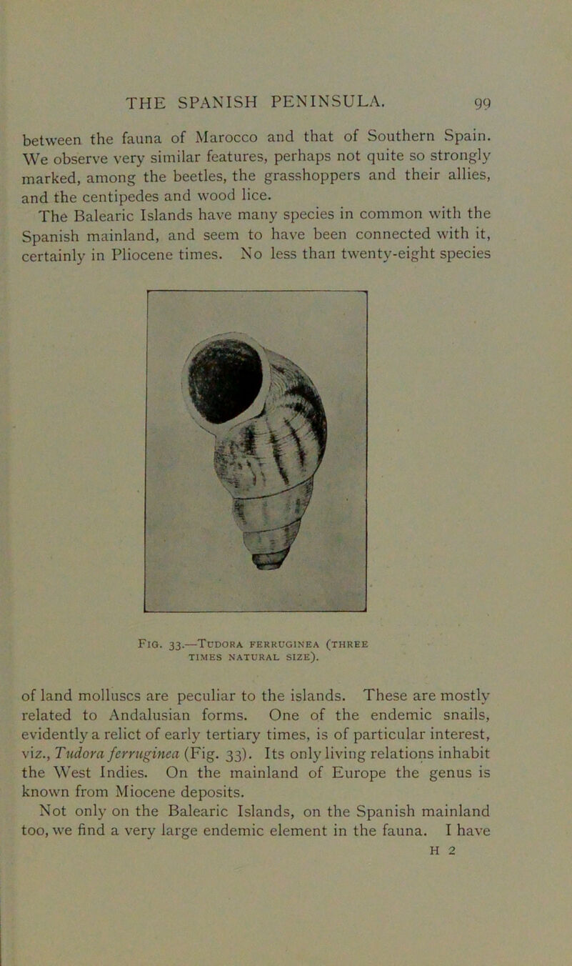 between the fauna of Marocco and that of Southern Spain. We observe very similar features, perhaps not quite so strongly marked, among the beetles, the grasshoppers and their allies, and the centipedes and wood lice. The Balearic Islands have many species in common with the Spanish mainland, and seem to have been connected with it, certainly in Pliocene times. No less than twenty-eight species Fig. 33.—Tudora ferruginea (three TIMES NATURAL SIZE). of land molluscs are peculiar to the islands. These are mostly related to Andalusian forms. One of the endemic snails, evidently a relict of early tertiary times, is of particular interest, viz., Tudora ferruginea (Fig. 33). Its only living relations inhabit the West Indies. On the mainland of Europe the genus is known from Miocene deposits. Not only on the Balearic Islands, on the Spanish mainland too, we find a very large endemic element in the fauna. I have H 2