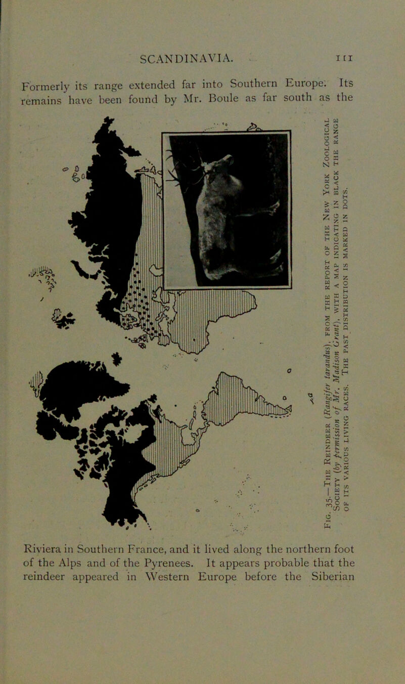 Formerly its range extended far into Southern Europe. Its remains have been found by Mr. Houle as far south as the < U 3 o u c o N x C >< w o r. < x w X H X O < J ; 25 73 H £ 2 w £ 2 ft. '73 < < 2 H D 2 S H 73 ^'O a s ^ =r <2, W « s. s X C W D W O 2 2: : 5 < & Riviera in Southern France, and it lived along the northern foot of the Alps and of the Pyrenees. It appears probable that the reindeer appeared in Western Europe before the Siberian