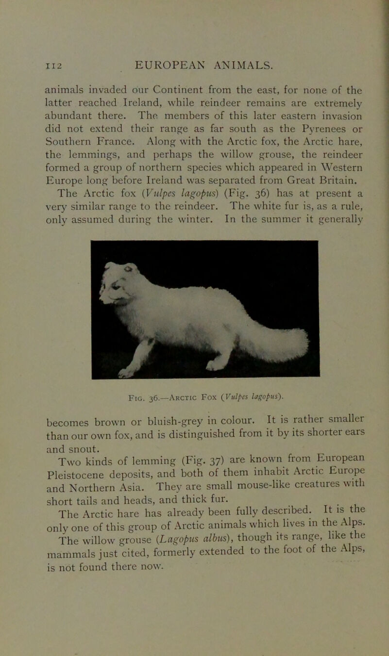 animals invaded our Continent from the east, for none of the latter reached Ireland, while reindeer remains are extremely abundant there. The members of this later eastern invasion did not extend their range as far south as the Pyrenees or Southern France. Along with the Arctic fox, the Arctic hare, the lemmings, and perhaps the willow grouse, the reindeer formed a group of northern species which appeared in Western Europe long before Ireland was separated from Great Britain. The Arctic fox (Vulpes lagopus) (Fig. 36) has at present a very similar range to the reindeer. The white fur is, as a rule, only assumed during the winter. In the summer it generally Fig. 36.—Arctic Fox (Vulpes lagopus). becomes brown or bluish-grey in colour. It is rathei smallei than our own fox, and is distinguished from it by its shortei ears and snout. Two kinds of lemming (Fig. 37) are known from European Pleistocene deposits, and both of them inhabit Arctic Europe and Northern Asia. They are small mouse-like creatures with short tails and heads, and thick fur. The Arctic hare has already been fully described. It is the only one of this group of Arctic animals which lives in the Alps. The willow grouse (Lagopus albus), though its range, like the mammals just cited, formerly extended to the foot of the Alps, is not found there now.