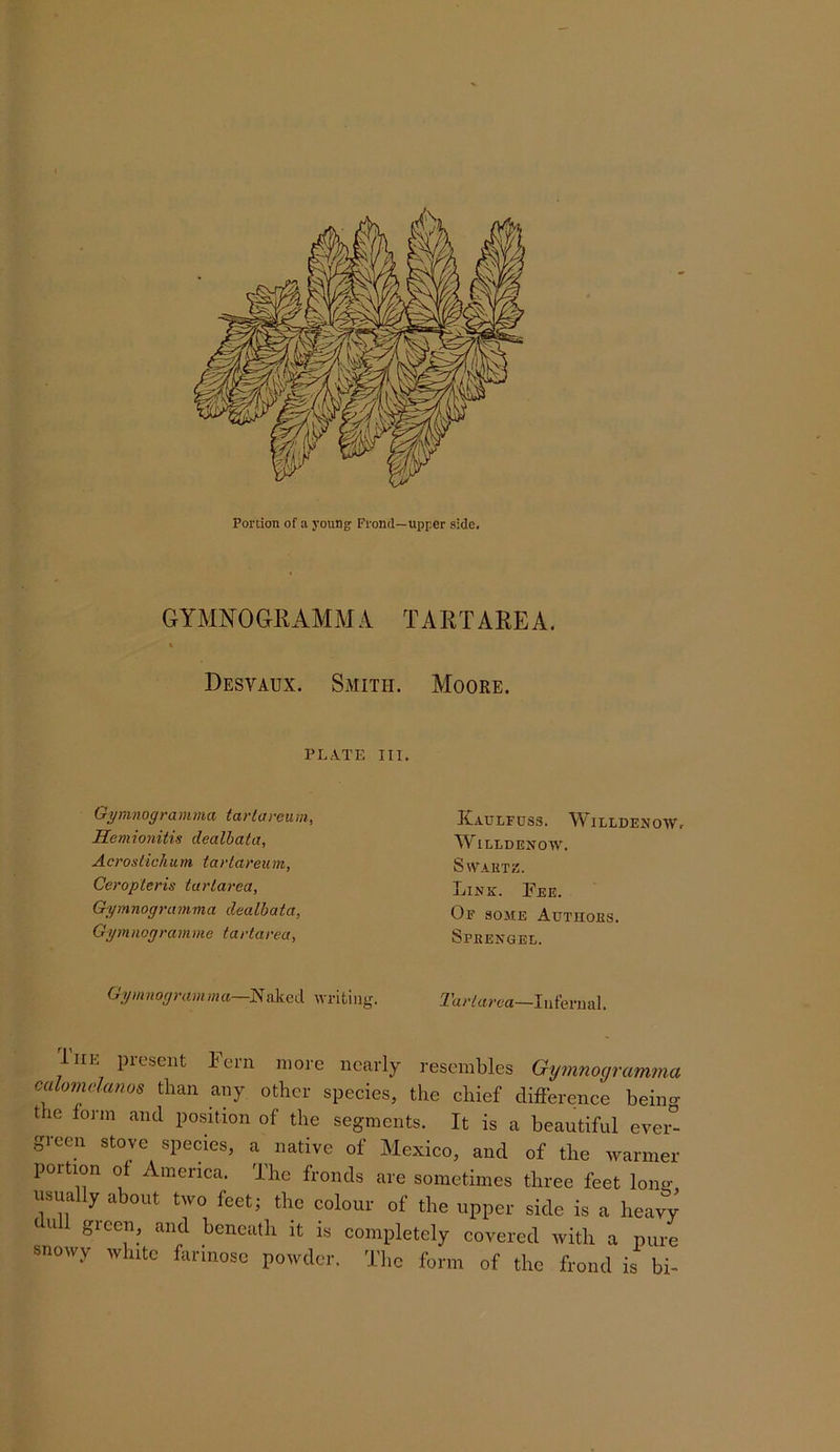 GYMNOGRAMMA TART ARE A, t Desvaux. Smith. Moore. PLATE III. Gymnogramma tartareum, Hemionitis dealbata, A crosticli u m tarlareu m, Ceropteris tarlarea, Gymnogramma dealbata, Gytnncgramme tartarea, KaULFDSS. WlLLDENOWr WiLLDENOW. SWAKTZ. Link. Pee. Of some Authoes. Spkengel. Gymnogramma—Naked writiiisr. Tart area—I ii feru al. liiK present Fern more nearly resembles Gymnogramma culomekmos than any other species, the chief difference beino- the form and position of the segments. It is a beautiful ever” green stove species, a native of Mexico, and of the warmer poition of America, ihe fronds are sometimes three feet long, usually about two feet; the colour of the upper side is a heavy dull green, and beneath it is completely covered with a pure snowy white farinose powder. The form of the frond is bi-