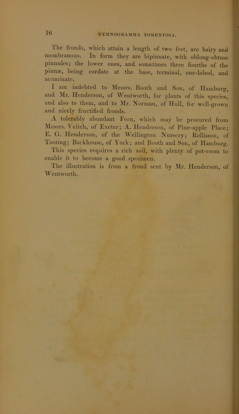 i-lie fioiids, Mdiicli attain a lengtli of t\vo feet, ai’e hairy and membranous. In form they are bipinnate, with oblong-obtuse pinnules; the lower ones, and sometimes three fourths of the pinnae, being cordate at the base, terminal, one-lobed, and acuminate. I am indebted to JMessrs. Booth and Son, of Hamburg, and Mr. Henderson, of Wentworth, for plants of this species, and also to them, and to jMr. Norman, of Hull, for well-grown and nicely fructified fronds. A tolerably abundant Fern, which may be procured from Messrs. Veitch, of Exeter; A. Henderson, of Pine-apple Place; E. G. Henderson, of the AAellington Nursery; Rollisson, of Tooting; Backhouse, of York; and Booth and Son, of Hamburg. This species requires a rich soil, with plenty of pot-room to enable it to become a good specimen. The illustration is from a frond sent by Mr. Henderson, of WentMmrth.