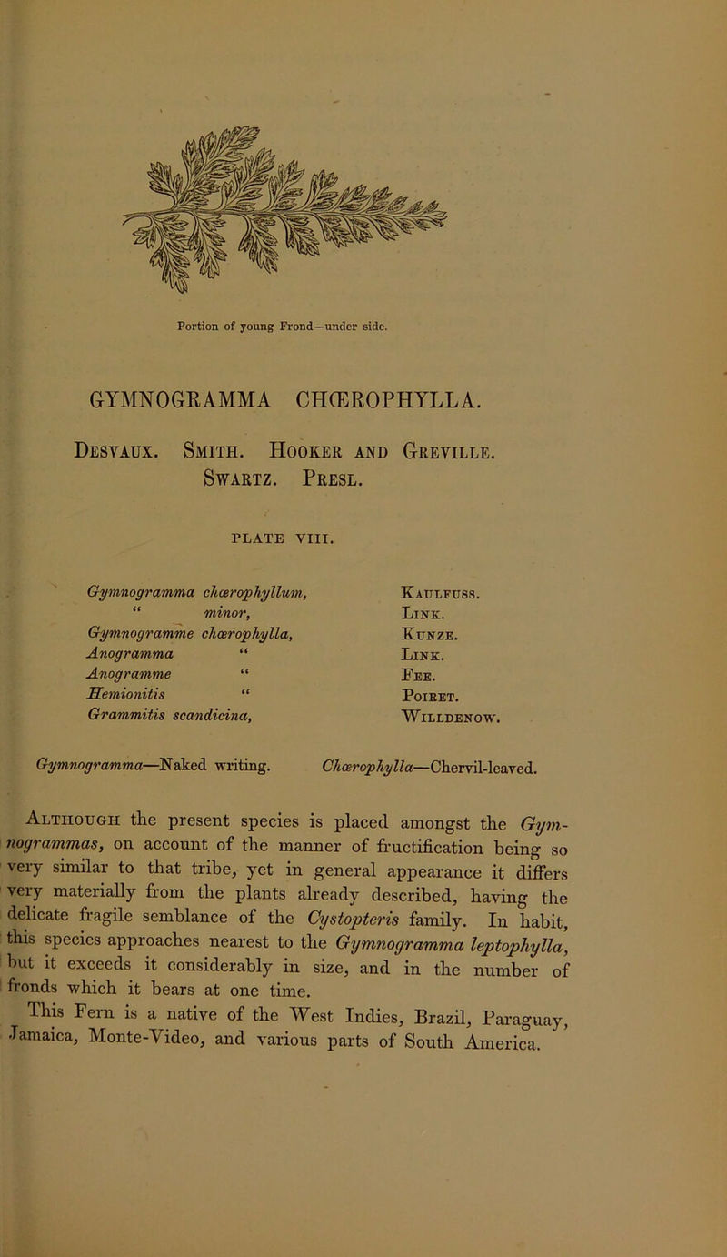 GYMNOGEAMMA CHCEROPHYLLA. Desyaux. Smith. Hooker and Greville. Swartz. Presl. PLATE VIII. Gymnogramma choerophyllum, “ minor, Gymnogramme chcerophylla, Anogramma “ Anogramme “ Semionitis “ Grammitis scandicina, Kaulfuss. Link. Kunze. Link. Fee. PoiEET. Willdenow. Gymnogramma—Naked writing. Chervil-leaved. Although the present species is placed amongst the Gym- nogrammas, on account of the manner of fructification being so very similar to that tribe, yet in general appearance it difiers very materially from the plants already described, having the delicate fragile semblance of the Cystopteris family. In habit, this species approaches nearest to the Gymnogramma leptophylla, but it exceeds it considerably in size, and in the number of fronds which it bears at one time. This Fern is a native of the West Indies, Brazil, Paraguay, Jamaica, Monte-Video, and various parts of South America.