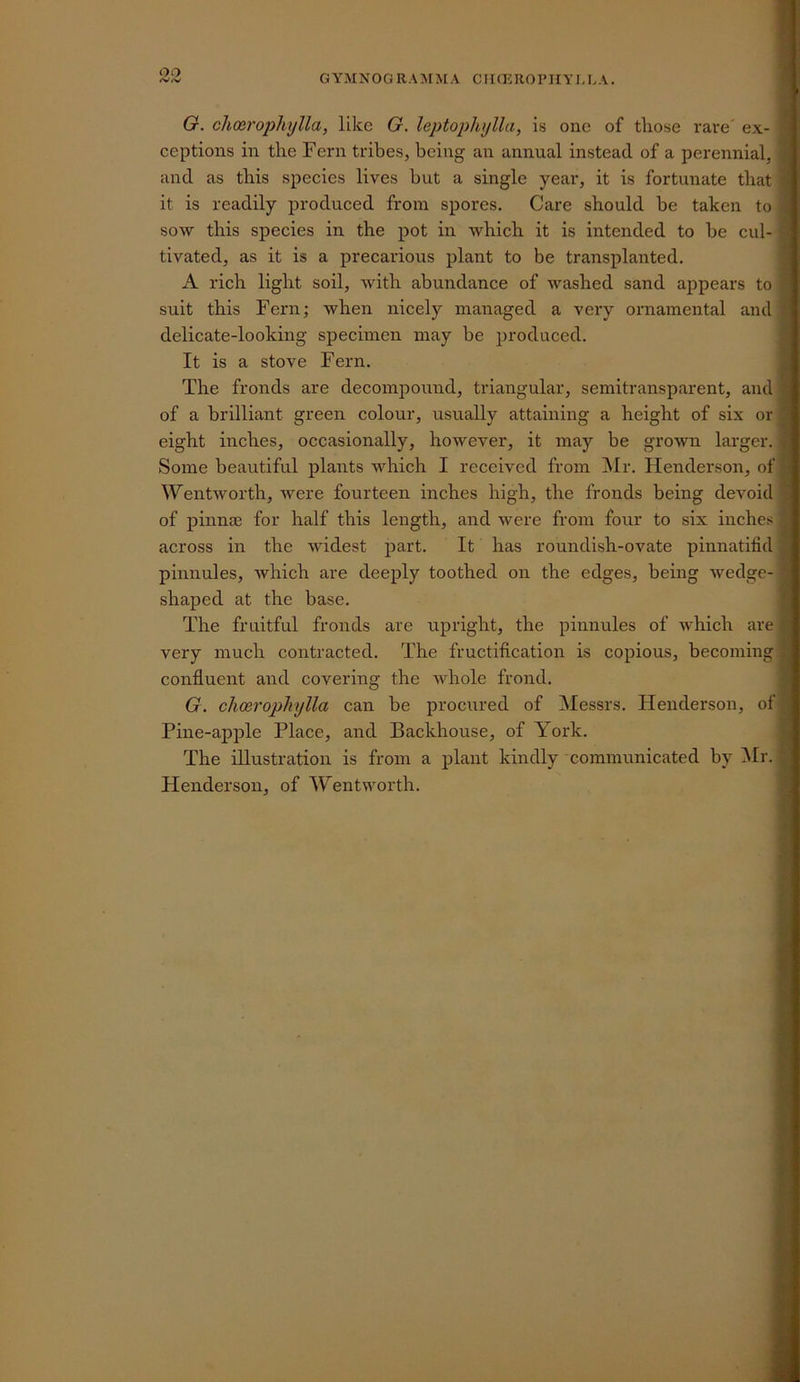 O. choerophylla, like G. leptoplujlla, is one of those rare' ex- ceptions in the Fern tribes, being an annual instead of a perennial, and as this species lives but a single year, it is fortunate that it is readily produced from spores. Care should be taken to soAY this species in the pot in which it is intended to be cul- tivated, as it is a precarious plant to be transplanted. A rich light soil, with abundance of washed sand appears to suit this Fern; when nicely managed a very ornamental and delicate-looking specimen may be produced. It is a stove Fern. The fronds are decompound, triangular, semitransparent, and of a brilliant green colour, usually attaining a height of six or eight inches, occasionally, however, it may be grown larger. Some beautiful plants Avhich I received from ]\Ir. Henderson, of Wentworth, were fourteen inches high, the fronds being devoid of pinnas for half this length, and were from four to six inches across in the widest part. It has roundish-ovate pinnatifid pinnules, which are deeply toothed on the edges, being wedge- shaped at the base. The fruitful fronds are upright, the pinnules of which are very much contracted. The fructification is copious, becoming confluent and covering the whole frond. G. choerophylla can be procured of Messrs. Henderson, of Pine-apple Place, and Backhouse, of York. The illustration is from a plant kindly communicated by ^Ir. Henderson, of Wentworth.