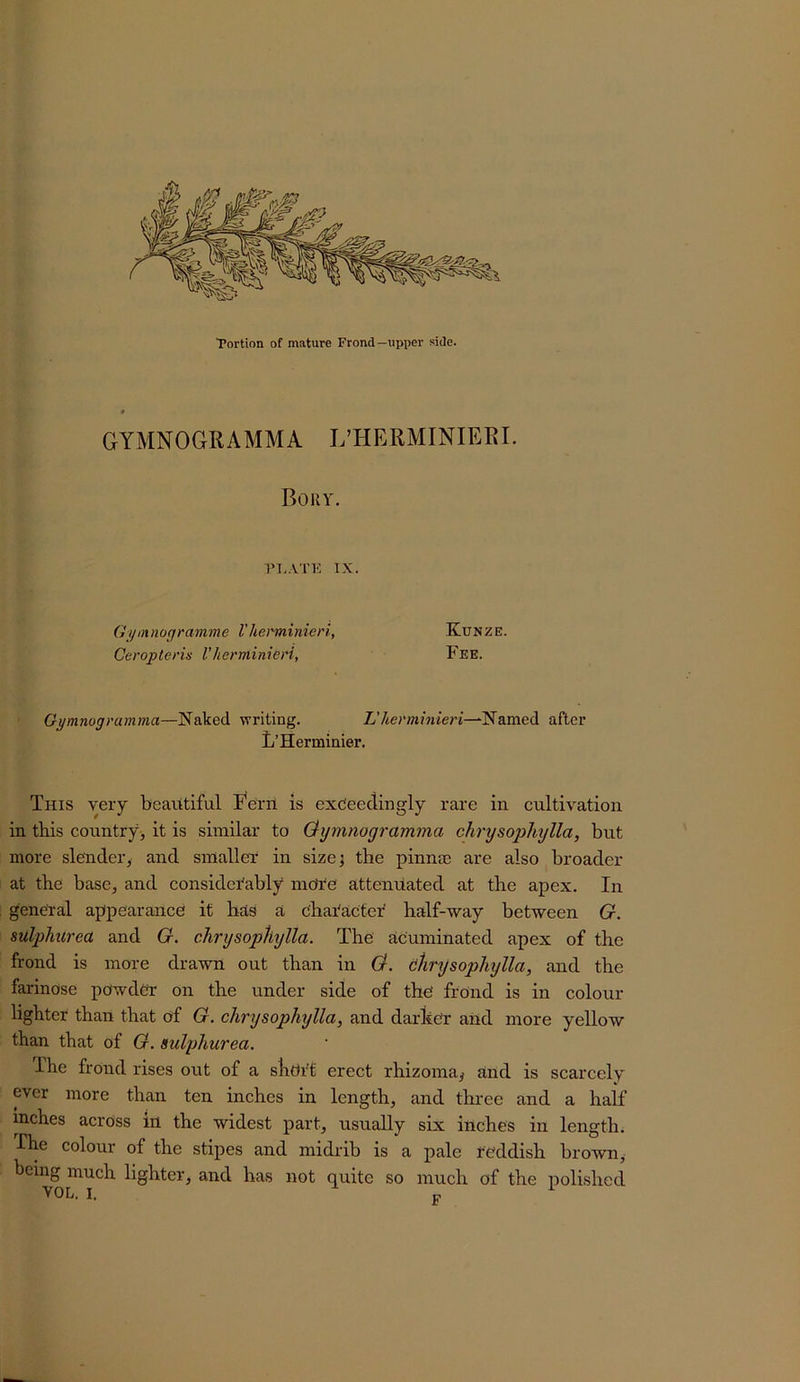 GYMNOGRAMMA L’HERMINIEEL Boky. PI.ATK IX. Gijmnogramme Vherminieri, Kunze. Ceropteris Vherminieri, Fee. Gpmnogramma—Naked writing. XVtetvnm/eri—Named after Jj’Herminier. This very beautiful Eern is exceedingly rare in cultivation in this country, it is similar to Qymnogramma chrysophylla, but more slender, and smaller in size; the pinna) are also broader at the base, and considerably metre attenuated at the apex. In general appearance it has a c'har'acter half-way between G. sulphurea and G. chrysopkylla. The acuminated apex of the frond is more drawn out than in G. tikrysophylla, and the farinose powder on the under side of the frond is in colour- lighter than that of G. chrysopkylla, and darher and more yellow than that of G. sulphurea. The frond rises out of a sKett erect rhizoma^ and is scarcely ever more than ten inches in length, and three and a half inches across in the widest part, usually six inches in length. Ihe colour of the stipes and midrib is a pale reddish brown, being much lighter, and has not quite so much of the polished ^OL. I, ^