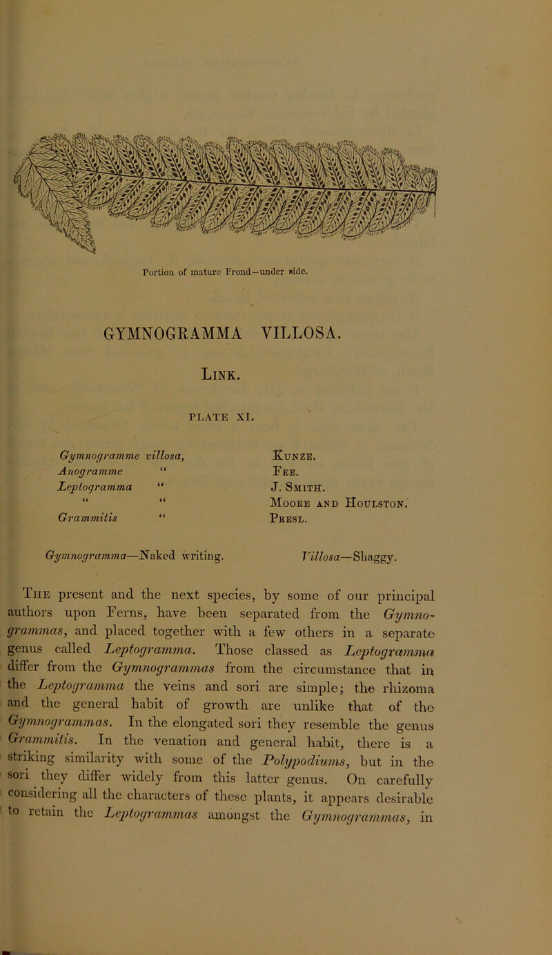 GYMNOGRAMMA VILLOSA. Link. PLATE XI. Gymnogramme villosa, Anogramme “ Leptogramma “ ii u Grammitis “ Ktjnze. Fee. J. Smith. Mooee and Houlston. Phesl. Gymnogramma—Naked writing. Villosa—Shaggy. Ihe present and the next species, by some of our principal authors upon Ferns, have been separated from the Gymno- grammas, and placed together with a few others in a separate genus called Leptogramma. Those classed as Leptogvetmmet differ from the Gymnogrammas from the circumstance that in the Leptogramma the veins and sori are simple; the rhizoma and the general habit of growth are unlike that of the Gymnogrammas. In the elongated sori they resemble the genus Grammitis. In the venation and general habit, there is a striking similarity with some of the Polypodhwis, but in the sori they differ widely from this latter genus. On carefully considering all the characters of these plants, it appears desirable to retain the Leptogvammas amongst the Gymnogrammas, in