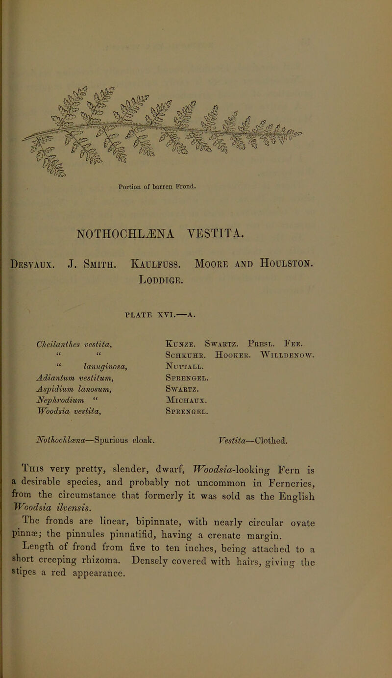 Portion of barren Frond. NOTHOCHLiENA VESTITA. Desvaux. J. Smith. Kaulfuss. Moore and Houlston. Loddige. PLATE XVI. A. Clieilanllies vestita. Eunze. Swartz. Presl. Fee. ii (( SCHKUHR. Hooker. Willdenow, “ lanuginosa, Nuttall. Adiantum vestitum, Sprengel. Aspidium lanosum. Swartz. Neplii'odium “ Michatjx. Woodsia vestita. Sprengel. Nothochlcena—Spurious cloak. Vestita—Clothed. This very pretty, slender, dwarf, Woodsia-looMng Fern is a desirable species, and probably not uncommon in Ferneries, from the circumstance that formerly it was sold as the English TVoodsia ilvensis. The fronds are linear, bipinnate, with nearly circular ovate pinnse; the pinnules pinnatifid, having a crenate margin. Length of frond from five to ten inches, being attached to a short creeping rhizoma. Densely covered with hairs, giving the stipes a red appearance.