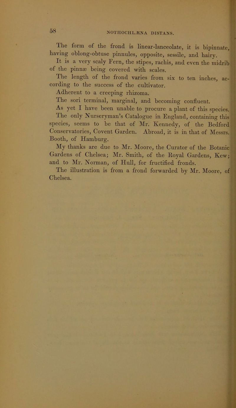 j<othociil^:na distans. Ihe form of the frond is linear-lanceolate, it is bipinnate, having oblong-obtuse pinnules, opposite, sessile, and hairy. It is a very scaly Fern, the stipes, rachis, and even the midrib || of the pinna) being covered with scales. | The length of the frond varies from six to ten inches, ac-' cording to the success of the cultivator. .■ Adherent to a creeping rhizoma. i The sori terminal, marginal, and becoming confluent. As yet I have been unable to procure a plant of this species. ; The only Nurseryman’s Catalogue in England, containing this i - species, seems to he that of Mr. Kennedy, of the Bedford Conservatories, Covent Garden. Abroad, it is in that of Messrs.; Booth, of Hamburg. My thanks are due to Mr. Moore, the Curator of the Botanic - Gardens of Chelsea; Mr. Smith, of the Royal Gardens, Kew;’ and to Mr. Norman, of Hull, for fructified fronds. ^ - The illustration is from a frond forwarded by Mr. Moore, of:*; Chelsea. * -