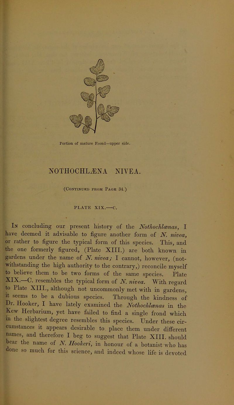 NOTHOCHL^NA NIVEA. (Continued from Page 34.) PLATE XIX. C. In concluding our present history of the Notliochlcenas, I have deemed it advisable to figure another form of N. nivea, or rather to figure the typical form of this species. This, and the one formerly figured, (Plate XIII.) are both known in gardens under the name of N. nivea; I cannot, however, (not- withstanding the high authority to the contrary,) reconcile myself to believe them to be two forms of the same species. Plate XIX. C. lesembles the typical form of N. nivea. ^Vith regard to Plate XIII., although not uncommonly met with in gardens. It seems to he a dubious species. Through the kindness of Dr. Hooker, I have lately examined the NothocJilcenas in the Kew Herbarium, yet have failed to find a single frond which in the slightest degree resembles this species. Under these cir- cumstances it appears desirable to place them under difi’erent names, and therefore I beg to suggest that Plate XIII. should bear the name of N. Ilookeri, in honour of a botanist who has done so much for this science, and indeed whose life is devoted