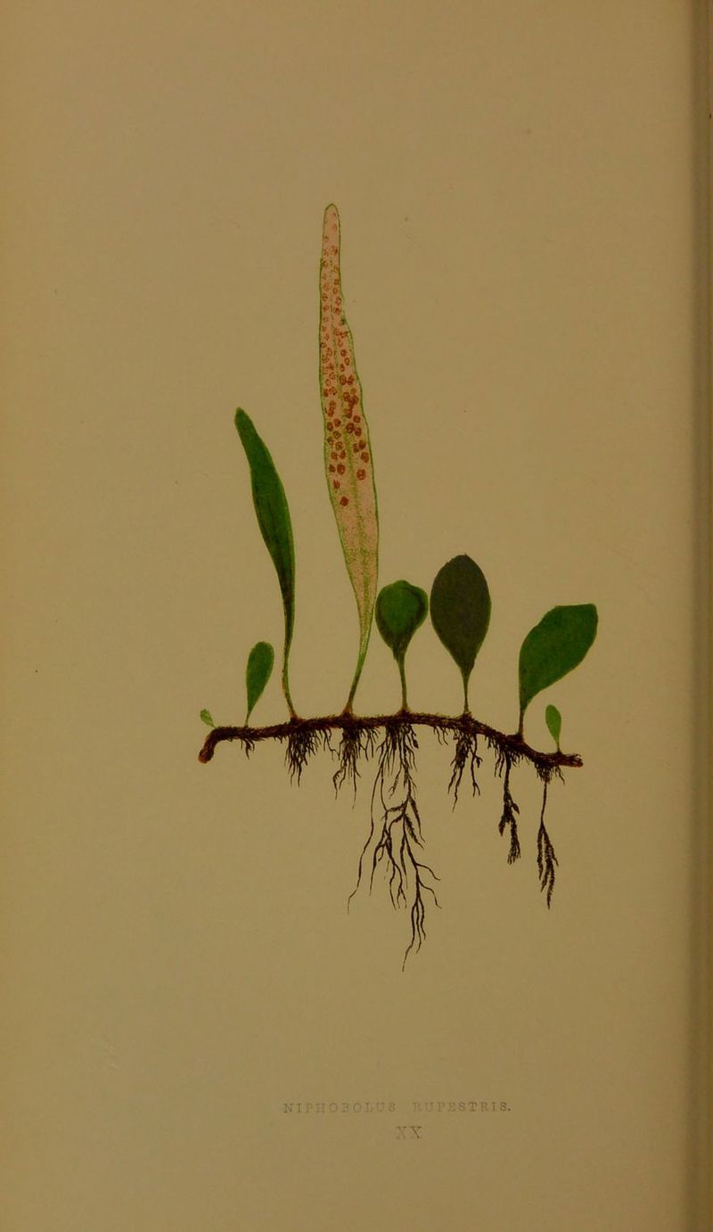 - s X RIS. ■'X NI M ;’OLUS