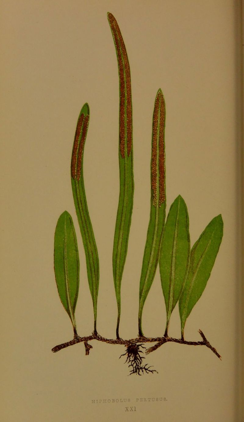 NIPIIOBOLUS PERTUSUS. XXI