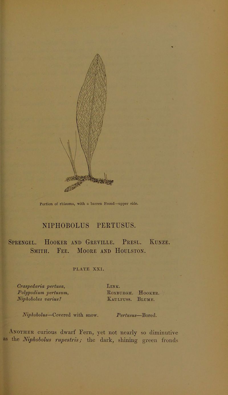 Portion of rliizoma, with a barren Fi'ond—upper side. NIPHOBOLUS PERTUSUS. Sprengel. Hooker and Greville. Presl. Kunze. Smith. Fee. Moore and Houlston. PLATE XXI. Craspedaria pertusa, Polypodium pertusum, Niphoholits varius ? Link. Eoxbukgh. Hooker. Eaulfuss. Blume. Niphobolus-—Covered with suow. Pertusus—Bored. Another curious dwarf Fern, yet not nearly so diminutive as tlie Niphobolus riipestris; the dark, shining green fronds