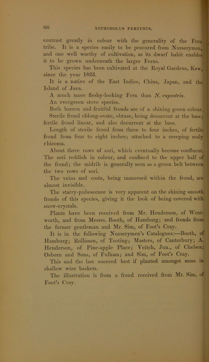 ()(> contrast greatly in colour with, the generality of the Fern tribe. It is a species easily to be procured from Nurserymen, and one Avell worthy of cultivation, as its dwarf habit enables' it to be grown underneath the larger Ferns. This species has been cultivated at the Iloyal Gardens, Kew, sinee the year 18£3. It is a native of the East Indies, China, Japan, and the Island of Java. A much more fieshy-looking Fern than N. rvpestris. An evergreen stove species. Both barren and fruitful fronds are of a shining green colour. Sterile frond oblong-ovate, obtuse, being decurrent at the base; fertile frond linear, and also decurrent at the base. Length of sterile frond from three to four inches, of fertile frond from four to eight inches; attached to a creeping scaly rhizoma. About three rows of sori, which eventually become confluent. The sori reddish in colour, and confined to the upper half of the frond; the midrib is generally seen as a green belt between the two rows of sori. The veins and costa, being immersed within the frond, are almost invisible. The starry-pubescence is very apparent on the shining smooth fronds of this s^jecies, giving it the look of being covered with snow-crystals. Plants have been received from Mr. Henderson, of Went- worth, and from Messrs. Booth, of Hamburg; and fronds from the former gentleman and Mr. Sira, of Foot’s Cray. It is in the following Nurserymen’s Catalogues:—Booth, of Hamburg; Kollisson, of Tooting; Masters, of Canterbury; A. Henderson, of Pine-apple Place; Veitch, Jun., of Chelsea; Osborn and Sons, of Fulham; and Sim, of Foot’s Cray. This and the last succeed best if planted amongst moss in shallow wire baskets. The illustration is from a frond received from Mr. Sim, of Foot’s Cray.