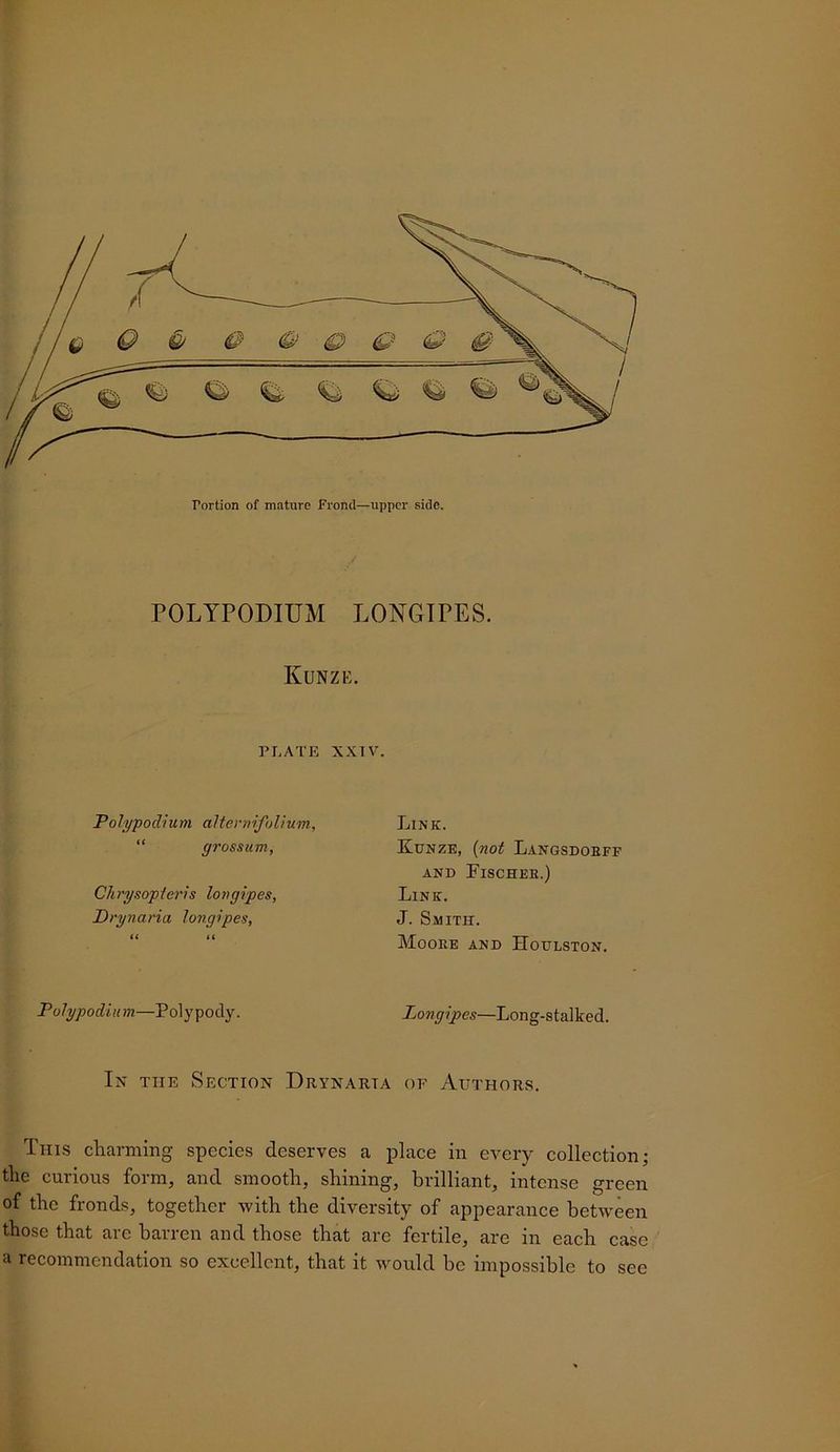 POLYPODIUM LONGTPES. Kunze. PLATE XXIV. Polypodium alternifoUum, “ gross urn, Clirysopierh lovgvpes, Prynaria longipes, Link. Kunze, {not Langsdobff AND Fischee.) Link. J. Smith. Mooee and Houlston. Polypodium—Xo«5'v>es—Long-stalked. In the Section Drynarta of Authors. This charming species deserves a place in every collection; the curious form, and smooth, shining, brilliant, intense green of the fronds, together with the diversity of appearance between those that are barren and those that are fertile, are in each case a recommendation so excellent, that it would be impossible to see