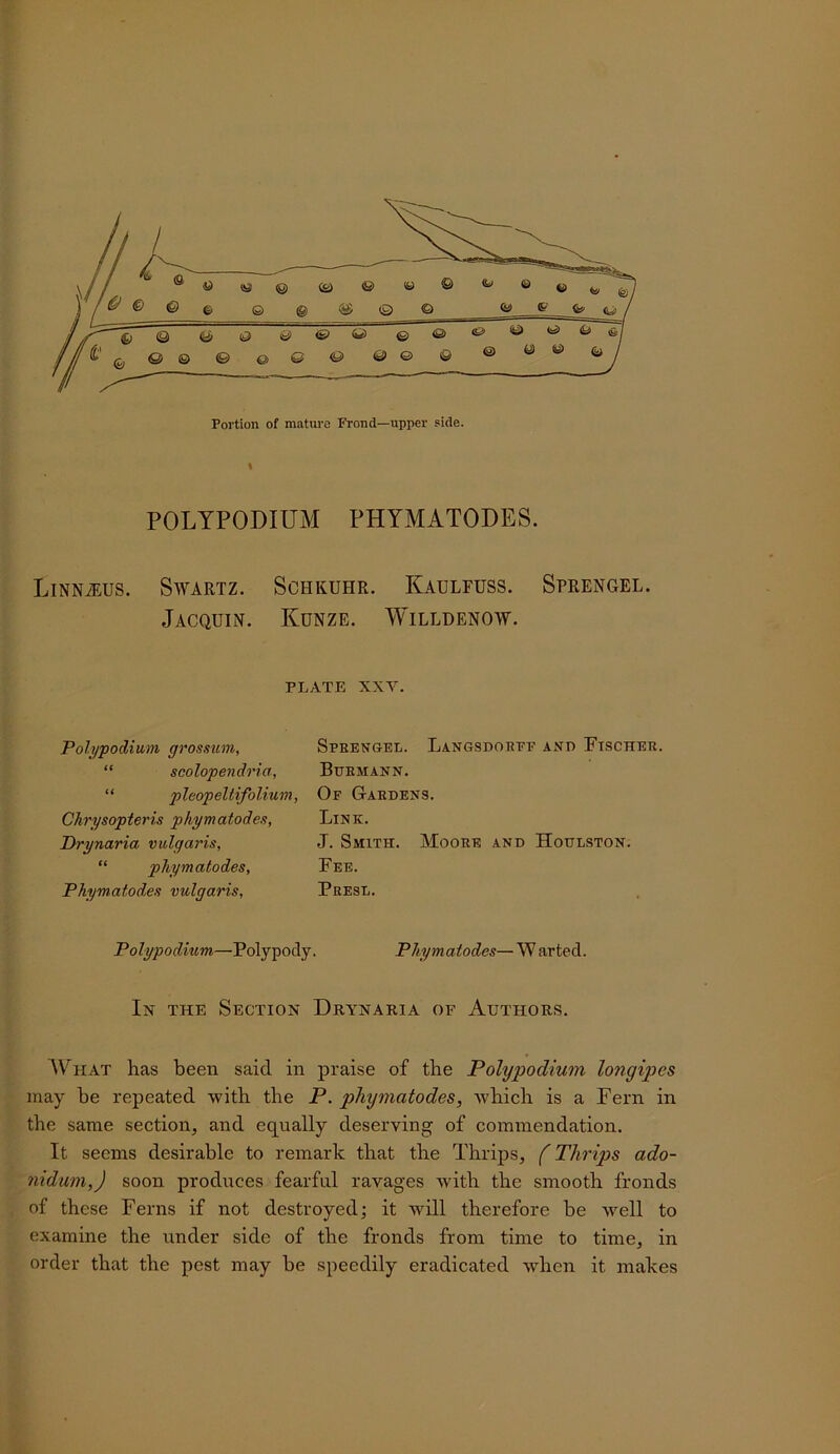 s POLYPODIUM PHYMATODES. LiNNiEUS. Swartz. Schkuhr. Kaulfuss. Sprengel. jACQUm. KUNZE. WlLLDENOW. PLATE XXV. Pohjpodium grossum, “ scolopendt'ia, “ pleopeltifolium, Chrysopteris phymatodes, JDrynaria vulgaris, “ phymatodes, Phymatodes vulgaris. Speengel. Langsdobef and Ftschee. Bdemann. Of Gaedens. Link. J. Smith. AIooee and Houlston. Fee. Peesl. Polypodium—Polypody. Phymatodes—Warted. In the Section Drynaria of Authors. AVhat has been said in praise of the Polypodium longipes may he repeated with the P. phymatodes, which is a Fern in the same section, and equally deserving of commendation. It seems desirable to remark that the Thrips, (Thrips ado- nidum,) soon produces fearful ravages with the smooth fronds of these Ferns if not destroyed; it will therefore be well to examine the under side of the fronds from time to time, in order that the pest may be speedily eradicated when it makes