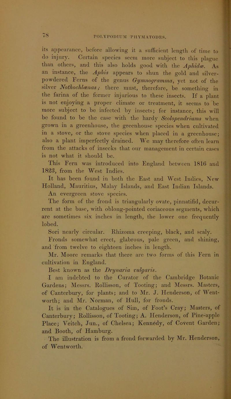 I’OI.YI’ODUIM IMlY>r.\T01JKS. 18 its appoariinco, before allowing it a suflicient length of time to do injmy. Certain species seem more snbject to this plague than others, and this also holds good with the Aphidce. As an instance, the Aphis appears to shun the gold and silver- powdered Ferns of the genus Gymnogramma, yet not of the silver Nothochlcenas; there must, therefore, be something in the farina of the former injurious to these insects. If a plant is not enjoying a proper climate or treatment, it seems to be more subject to be infected by insects; for instance, this will be found to be the case with the hardy Scolopendriums when grown in a greenhouse, the greenhouse species when cultivated in a stove, or the stove species when placed in a greenhouse; also a plant imperfectly drained. We may therefore often learn from the attacks of insecks that onr management in certain cases is not what it should be. This Fern was introduced into England between 1816 and 1823, from the West Indies. It has been found in both the East and West Indies, New Holland, Mauritius, Malay Islands, and East Indian Islands. An evergreen stove species. The form of the frond is triangularly ovate, pinnatifid, decur- rent at the base, with oblong-pointed coriaceous segments, which are sometimes six inches in length, the lower one frequently lobed. Sori nearly circular. Rhizoma creeping, black, and scaly. Fronds someAvhat erect, glabrous, pale green, and shining, and from twelve to eighteen inches in length. Mr. Moore remarks that there are two forms of this Fern in cultivation in England. Best known as the Drynaria vulgaris. I am indebted to the Curator of the Cambridge Botanic Gardens; Messrs. Rollisson, of Tooting; and INIessrs. Masters, of Canterbury, for plants; and to Mr. J. Henderson, of Went- worth; and Mr. Norman, of Hull, for fronds. It is in the Catalogues of Sim, of Foot’s Cray; Masters, of Canterbury; Rollisson, of Tooting; A. Henderson, of Pine-apple Place; Veitch, Jun., of Chelsea; Kennedy, of Covent Garden; and Booth, of Hamburg. The illustration is from a frond forwarded by Mr. Henderson, of Wentworth.