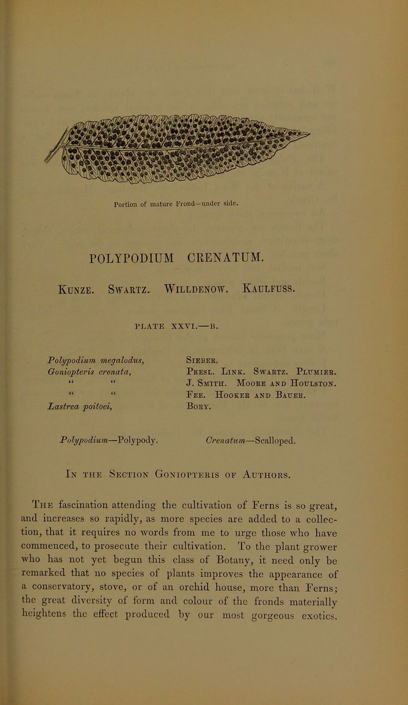 POLYPODIUM CRENATUM. Kunze. Swartz. Willdenow. Kaulfuss. PLATE XXVI. «. Polypodium megalodus, Goniopteris crenata, (C 66 66 Lastrea poitoei, SlEBEK. Peesl. Link. Swaetz. Pettmier. J. Smith. Mooee and Houlston. Pee. Hookee and Baueh. Boey. Polypodmm—Polypody. Creyiatum—Scalloped. In the Section Goniopteris of Authors. The fascination attending the cultivation of Ferns is so great, and increases so rapidly, as more species are added to a collec- tion, that it requires no words from me to urge those who have commenced, to prosecute their cultivation. To the plant grower who has not yet begun this class of Botany, it need only be remarked that no species of plants improves the appearance of a conservatory, stove, or of an orchid house, more than Ferns; the great diversity of form and colour of the fronds materially heightens the effect produced by our most gorgeous exotics.