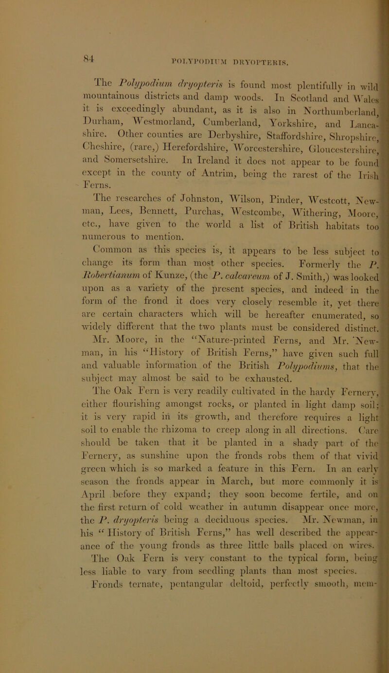The Polypodnim dryopterh is found most plentifully in wild mountainous districts and damp woods. In Scotland and Wales it is exceedingly abundant, as it is also in Northumberland, Durham, Westmorland, Cumberland, Yorkshire, and l.anca- ■ shire. Other counties are Derbyshire, Staffordshire, Shroj)shir(>, Cheshire, (rare,) Herefordshire, Worcestershire, Gloucestershire, and Somersetshire. In Ireland it does not appear to be found ' exeept in the county of Antrim, being the rarest of the Iri.sh Ferns. The researches of Johnston, Wilson, Finder, YYstcott, New- man, Lees, Bennett, Purchas, Westcombe, Withering, Moore, ete., have given to the w'orld a list of British habitats too numerous to mention. Common as this species is, it appears to be less subject to change its form than most other species. Formerly the 1\ Itohertianum of Kunze, (the F. calcareum of J. Smith,) was looked upon as a vaidety of the present species, and indeed in the form of the frond it does very closely resemble it, yet there are certain characters which will be hereafter enumerated, so widely different that the two plants must be considered distinct. Mr. Moore, in the “Nature-printed Ferns, and ^Ir. 'New- man, in his “History of British Ferns,” have given such full and valuable information of the British Pohfpodhons, that the subject may almost be said to be exhausted. The Oak Fern is very readily cultivated in the hardy Fernerv, j either flourishing amongst rocks, or planted in light damp soil; - { it is very rapid iii its growth, and tlierefore requires a light * soil to enable the rhizoma to creep along in all directions. ('are j should be taken that it be planted in a shady part of the ; Fernery, as sunshine upon the fronds robs them of tliat vivid ■ green which is so marked a feature in this Fern. In an earlv ‘ season the fronds appear in March, but more commonly it is i v\pril before they expand; they soon become fertile, and on , the first return of cold weather in autumn disappear once more, j the P. drijoptcris being a deciduous species. Mr. Newman, in . his “ History of British Ferns,” has well described the appear- ■ ance of the young fronds as three little balls placed on wires. 'i.'ho Oak Fern is very constant to the typical form, being j less liable to vary from seedling plants than most specie's. i Fronds tcrnatc', pc'iitangular deltoid, perfc'ctly smooth, mem- *
