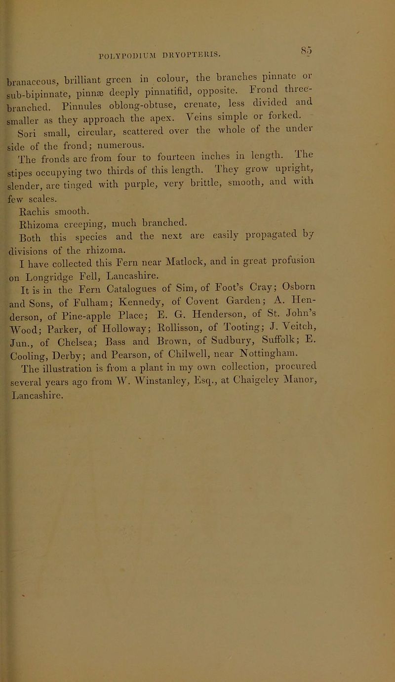 (So branaccous, brilliant green in eolour, the branches pinnate or sub-bipinnate, pinna) deeply pinnatifid, opposite. Frond three- branched. Pinnules oblong-obtuse, crenate, less divided and smaller as they approach the apex. Veins simple or foiked. Sori small, circular, scattered over the whole of the under side of the frond; numerous. The fronds are from four to fourteen inches in length, ihe stipes occupying two thirds of this length. They grow upright, slender, are tinged with purple, very brittle, smooth, and with few scales. Pachis smooth. Rhizoma creeping, much branched. Both this species and the next are easily propagated by divisions of the rhizoma. I have collected this Fern near Matlock, and in gieat profusion on Longridge Fell, Lancashire. It is ill the Fern Catalogues of Sim, of Foot’s Cray; Osborn and Sons, of Fulham; Kennedy, of Covent Garden; A. Hen- derson, of Pine-apple Place; E. G. Henderson, of St. John’s Wood; Parker, of Holloway; Rollisson, of Tooting; J. Veitch, Jun., of Chelsea; Bass and Brown, of Sudbury, Suffolk; E. Cooling, Derby; and Pearson, of Chilwell, near Nottingham. The illustration is from a plant in my own collection, procured several years ago from W. Winstanley, Esq., at Chaigeley !Maiior, Lancashire.