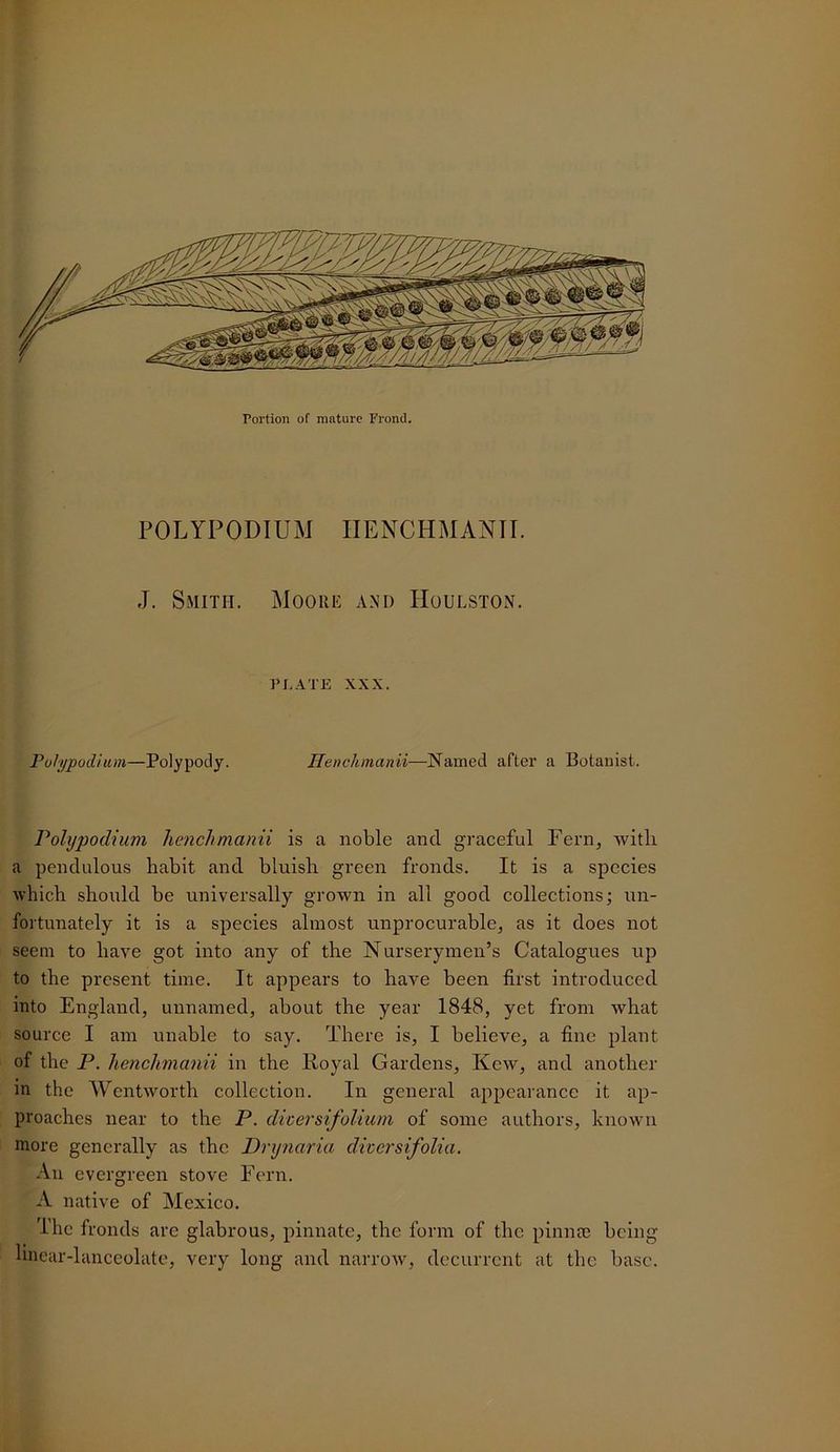 Portion of mnture Frond. POLYPODIUM IIENCHMANTI. J. Smith. Moore and Houlston. PLATE XXX. Puhj/podhim—Polypody. Ilenchmanii—Named after a Botanist. Polijpodiuvi henchmanii is a noble and graceful Fern, witli a pendulous habit and bluish green fronds. It is a species which should be universally grown in all good collections; i;n- fortunately it is a species almost unprocurable^ as it does not seem to have got into any of the Nurserymen’s Catalogues up to the present time. It appears to have been first introduced into England, unnamed, about the year 1848, yet from what source I am unable to say. There is, I believe, a fine plant of the P. henchmanii in the Royal Gardens, Kew, and another in the AVentworth collection. In general appearance it ap- proaches near to the P. cUcersifolium of some authors, known more generally as the Drynaria dicersifolia. An evergreen stove Fern. A native of Mexico. The fronds are glabrous, pinnate, the form of the pinnm being linear-lanceolate, very long and narrow, decurrent at the base.