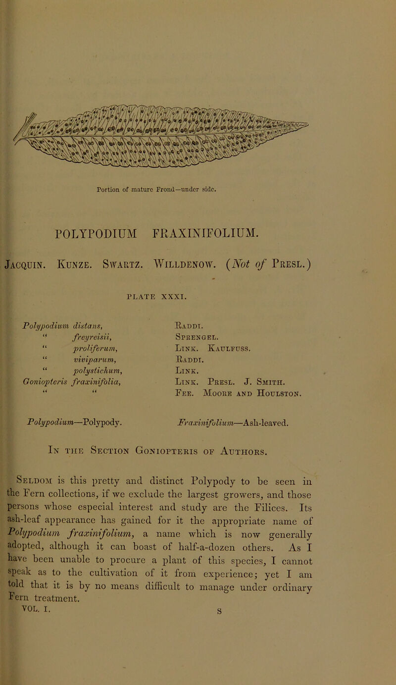 Portion of mature Frond—under side. POLYPODIUM FRAXINIFOLIUM. Jacquin. Kunze. Swartz. Willdenow. {Not of Presl.) PLATE XXXI. Polypodmm dixtans, “ freyreisii, “ proliferum, “ viviparum., “ polysticlium, Goniopteris fraxinifolia, ii a Raddi. Spkengel. Link. Kaulfuss. E,addi. Link. Link. Presl. J. Smith. Fee. Moore and Houlston. Polypodium—Polypody. Fraxinifulium—Asli-leaved. In the Section Goniopteris of Authors. Seldom is this pretty and distinct Polypody to be seen in the Fern collections, if we exclude the largest growers, and those persons whose especial interest and study are the Filiccs. Its ash-leaf appearance has gained for it the appropriate name of Pohjpodium fraxinifolium, a name which is now generally adopted, although it can boast of half-a-dozen others. As I have been unable to procure a plant of this species, I cannot speak as to the cultivation of it from experience; yet I am told that it is by no means difficult to manage under ordinary Fern treatment.