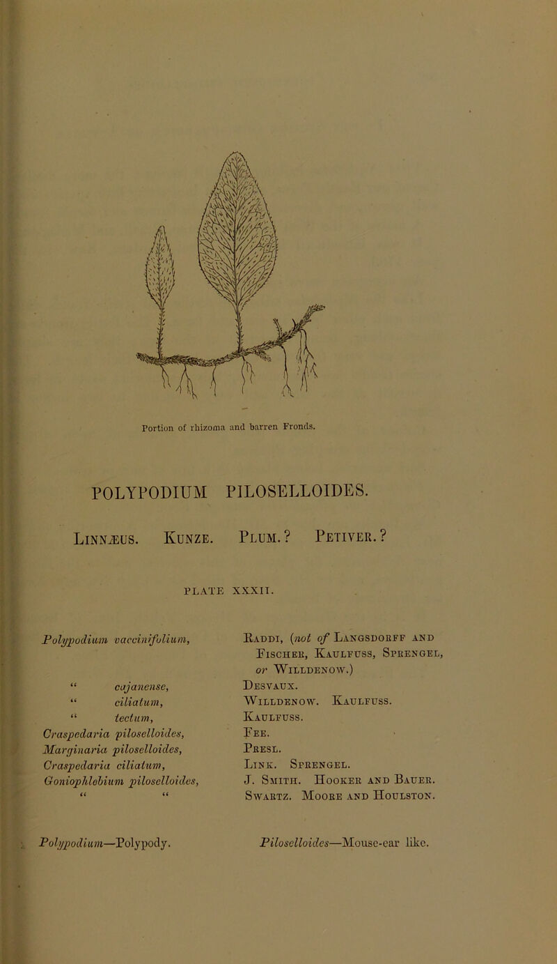 Portion of rliizomn and barren Fronds. POLYPODIUM lULOSELLOIDES. Linnjeus. Kunze. Plum.? Petiver.? PL-A.TE XXXIT. P0 lypodi win v a coin ifu U u in, Eaddi, {noi of Langsuoeff and PiSCHEK, KaTJLFDSS, SpKENGEL, or WiLLDBNOW.) “ cdjanense, “ ciliatum, “ iecliim, Craspedaria 'piloselloiden, Marginaria piloselloides, Craspedaria ciliatum, Goniophlehium piloselloides, (( (( Desvadx. WiLLDBNOW. KaULFUSS. Kadlfdss. Fee. Peesl. Link. Speengel. J. Smith. Hooker and Bauee. Swartz. Moore and Houlston. Poli/podium—Polypody. Piloselloides—Mousc-car like.