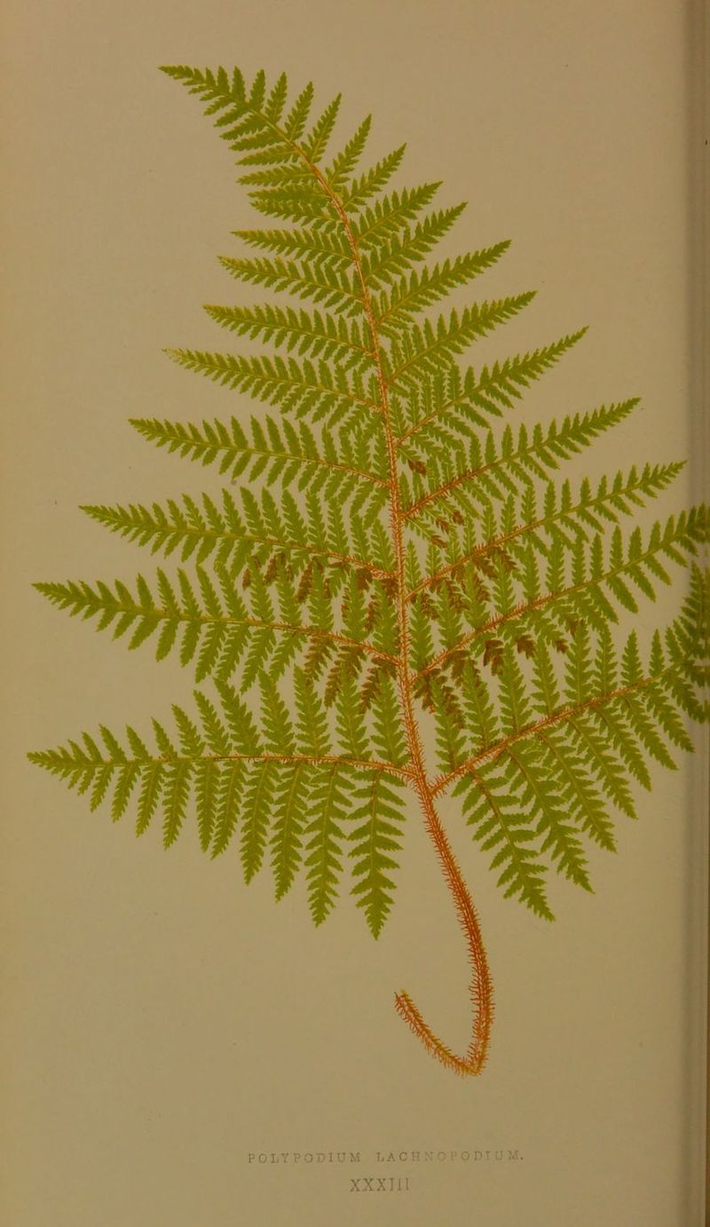 POLY PODIUM LACH XOPODT0M. XXXI11