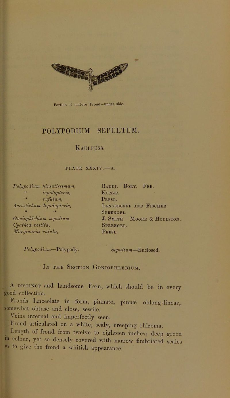 POLYPODIUM SEPULTUM. Kaulfuss. PLATE XXXIV. A. Tolypodium Idrsuiissimum, “ lepidopteris, “ rufulum, Acrostichum lepidopteris, <( Goniopldehium sepuUum, Cjjathea vestita, Maryinaria rufula, Polypodium—Polypody. Eaddi. Boey. Fee. Kunze. Peesl. Langsdoeff and Fischee. Speengel. J. Smith. Mooee & Houlston. Speengel. Peesl. f SepuUum—Enclosed. In the Section Goniophlebicm. A DISTINCT and handsome Fern, which should be in every good collection. Fionds lanceolate in foiTn, pinnate, pinnse oblong-linear, somewhat obtuse and close, sessile. Veins internal and imperfectly seen. I’lond articulated on a white, scaly, creeping rhizoma. Length of frond from twelve to eighteen inches; deep green in colour, yet so densely covered with narrow fimbriated scales Jis to give the frond a Avhitish appearance.