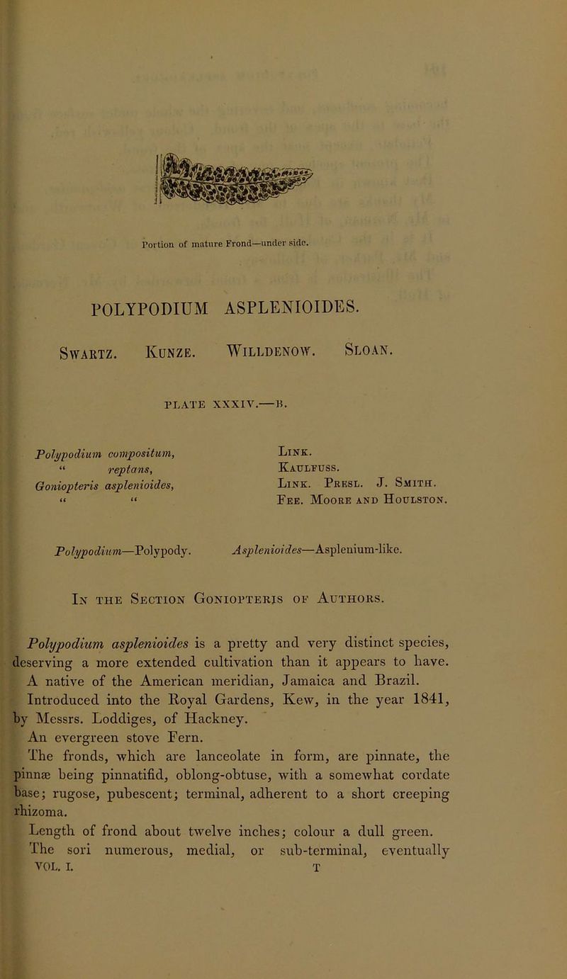 POLYPODIUM ASPLENIOIDES. Swartz. Kunze. Willdenow. Sloan. PLATE XXXIV. IL Polypodium compositum, “ reptans, Goniopteris asplenioides, (( (( Link. Kaulfuss. Link. Prf.sl. J. Smith. Fee. Moore and Houlston. Po lypodkm—Polypody. Asplenioides—Aspleuium-like. Ix THE Section Goniopteris of Authors. Polypodium asplenioides is a pretty and very distinct species, deserving a more extended cultivation than it appears to have. A native of the American meridian, Jamaica and Brazil. Introduced into the Boyal Gardens, Kew, in the year 1841, by Messrs. Loddiges, of Hackney. An evergreen stove Fern. The fronds, which are lanceolate in form, are pinnate, the pinnae being pinnatifid, oblong-obtuse, with a somewhat cordate base; rugose, pubescent; terminal, adherent to a short creeping rhizoma. Length of frond about twelve inches; colour a dull green. The sori numerous, medial, or sub-terminal, eventually