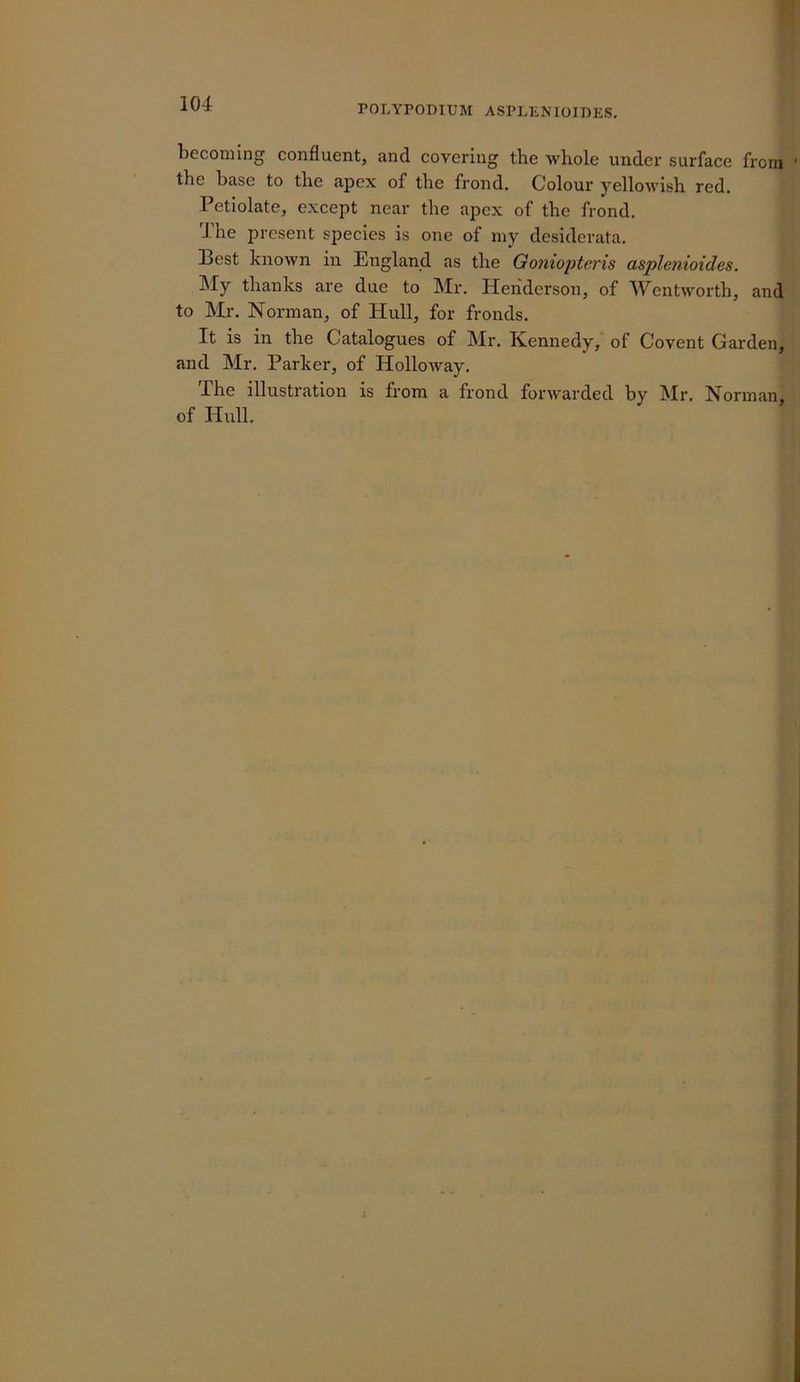 POLYPOmUM ASPLENIOIDES, becoming confluent, and covering the whole under surface from the base to the apex of the frond. Colour yellowish red. Petiolate, except near the apex of the frond. 'J'he present species is one of my desiderata. 13est known in England as the Gonioiitevis asplenioides. My thanks are due to Mr. Heiiderson, of Wentworth, and to Mr. Norman, of Hull, for fronds. It is in the Catalogues of Mr. Kennedy, of Covent Garden, and Mr. Parker, of Holloway. The illustration is from a frond forwarded by Mr. Norman, of Hull.