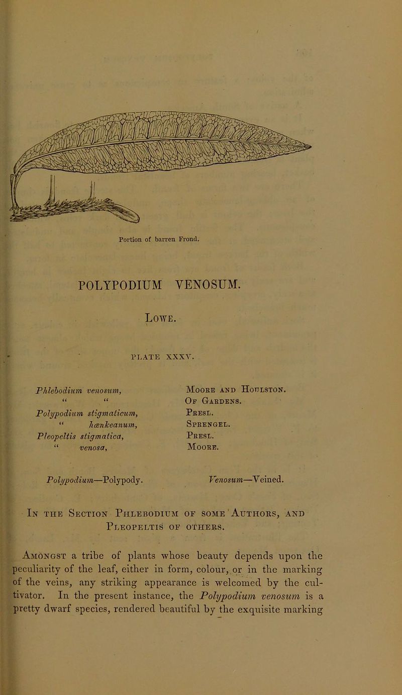 POLYPODIUM VENOSUM. Lowe. PL.\TE XXXV. Phlehodium venosum, U (( Polypodium stigmaticum, “ liconheanum, Pleopeltis stigmatica, “ venosa, Polypodium—Polypody. Moore and Hodlston. Of Gardens. Presl. Sprengel. Presl. Moore. Venosum—Veined. In the Section Phlebodium of some ’Authors, and Pleopeltis of others. Amongst a tribe of plants whose beauty depends upon tbe peculiarity of the leaf, either in form, colour, pr in the marking of the veins, any striking appearance is welcomed by the cul- tivator. In the present instance, the Polypodiwn venosum is a pretty dwarf species, rendered beautiful by the exquisite marking