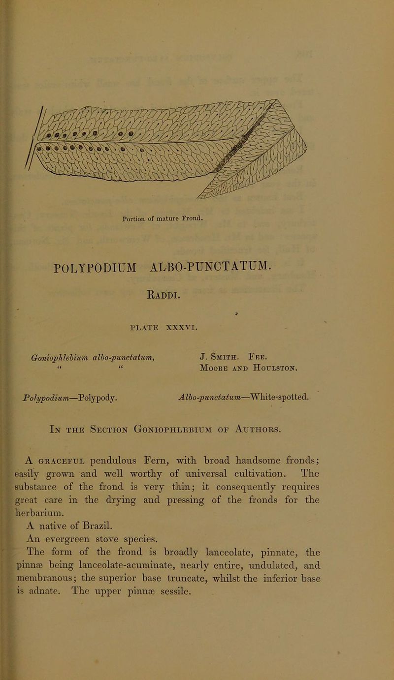 POLYPODIUM ALBO-PUNCTATUM. Kaddi. PI. ATE XXXVI. Goniophlebium alho-punctatum, J. Smith. Fee. “ “ Moobe and Houlston. Polypodium—Polypody. Alho-punctatum—White-spotted. In the Section Goniophlebium of Authors. A GRACEFUL pendulous Fern, with, broad handsome fronds; easily grown and well worthy of universal cultivation. The substance of the frond is very thin; it consequently requires great care in the drying and pressing of the fronds for the herbarium. A native of Brazil. An evergreen stove species. The form of the fr’ond is broadly lanceolate, pinnate, the pinnee being lanceolate-acuminate, nearly entire, undulated, and membranous; the superior base truncate, whilst the inferior base is adnatc. The upper piniue sessile.
