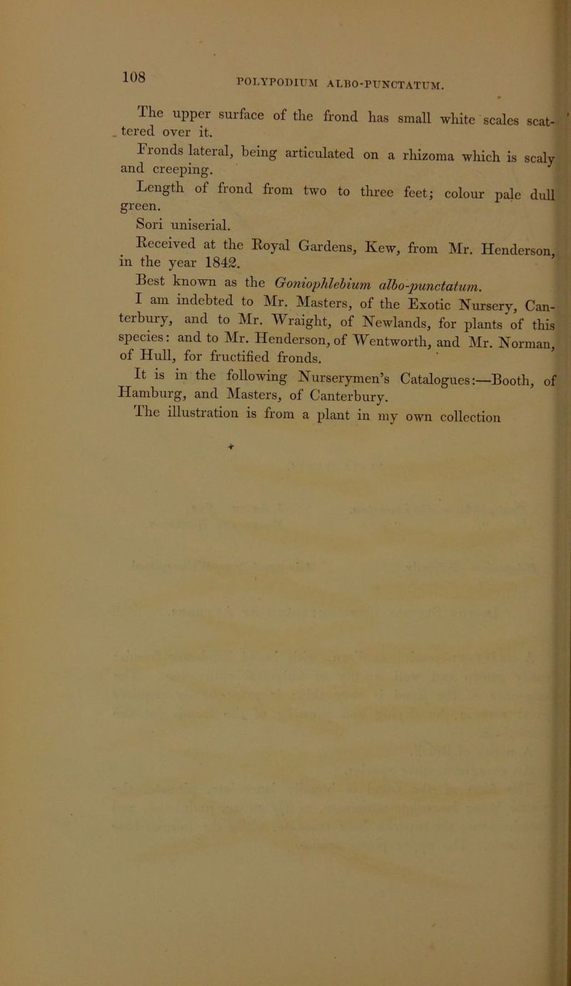 108 POLYPOmUM ALBO-PIJNCTATUM. The upper surface of the frond has small white scales scat- . tered over it. Ironds lateral, being articulated on a rhizoma which is scaly and creeping. Length of frond from two to three feet; colour pale dull green. Sori uniserial. Received at the Royal Gardens, Kew, from Mr. Henderson in the year 1842. ’ Best known as the OoniopJilebium albo-punctatum. I am indebted to Mr. Masters, of the Exotic Nursery, Can- terbury, and to Mr. Wraight, of Newlands, for plants of this species: and to Mr. Henderson, of Wentworth, and Mr. Norman, of Hull, for fructified fronds. ’ It is in the following Nurserymen’s CataloguesBooth, of Hamburg, and Masters, of Canterbury. I he illustration is from a plant in my own collection