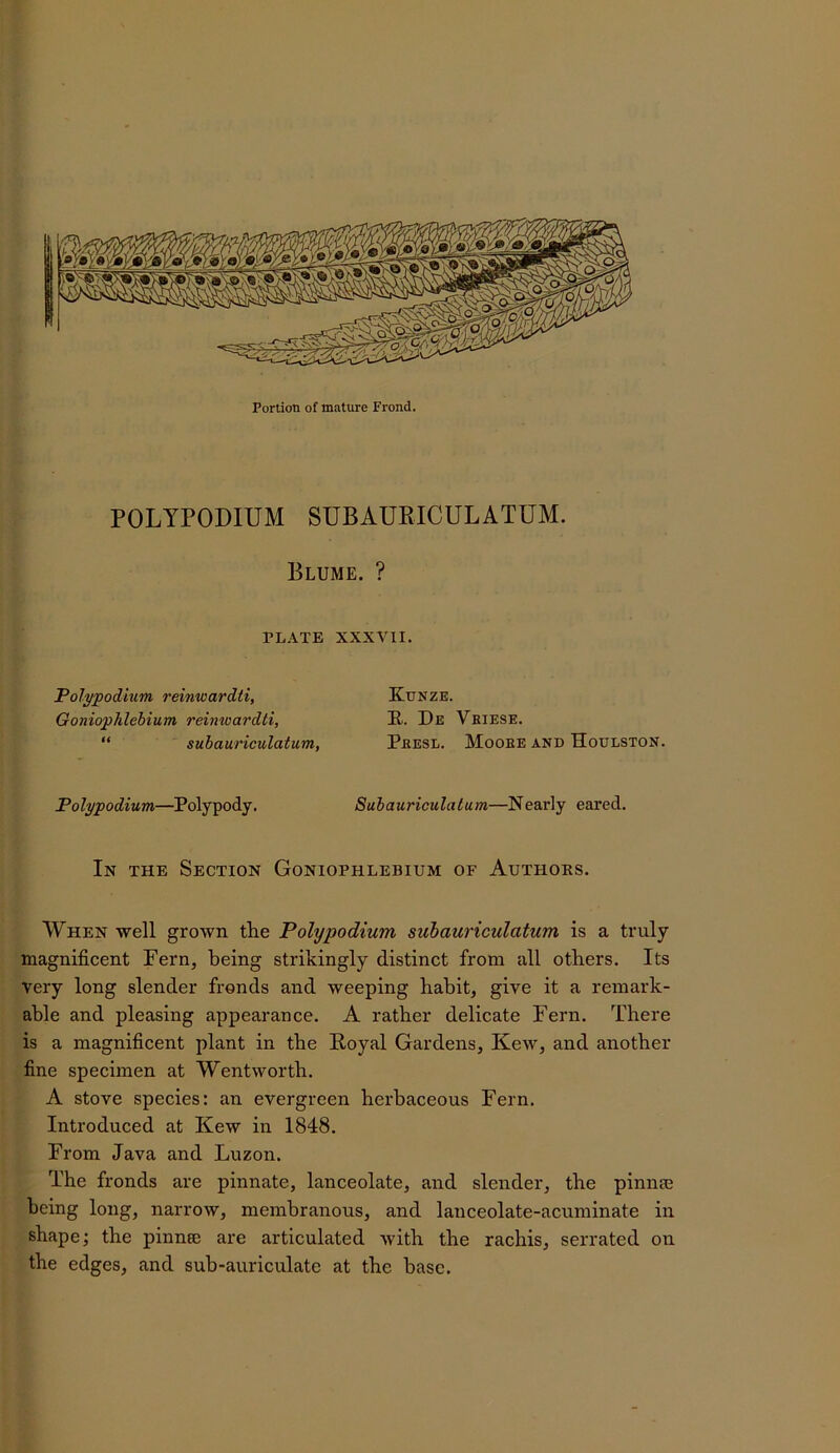 POLYPODIUM SUBAUEICULATUM. Blume. ? PLATE XXXVII. Polypodium reinwardti, Goniophlehium reinwardti, “ suhauriculatum, Polypodium—Polypody. Kunze. B. De Veiese. Peesl. Mooee and Houlston. Suhauriculatum—Nearly eared. In the Section Goniophlebium of Authors. When well grown tlie Poly podium suhauriculatum is a truly magnificent Fern, being strikingly distinct from all others. Its very long slender fronds and weeping habit, give it a remark- able and pleasing appearance. A rather delicate Fern. There is a magnificent plant in the Boyal Gardens, Kew, and another fine specimen at Wentworth. A stove species: an evergreen herbaceous Fern. Introduced at Kew in 1848. From Java and Luzon. The fronds are pinnate, lanceolate, and slender, the pinnie being long, narrow, membranous, and lanceolate-acuminate in shape; the pinnm are articulated with the rachis, serrated on the edges, and sub-auriculate at the base.