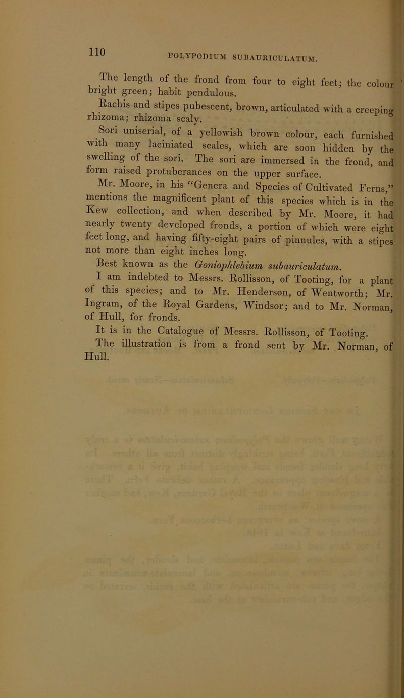 110 POLYPOmUM SUBAUIUCULATUM. The length of the frond from four to eight feet; tlic colour bright green; habit pendulous. Rachis and stipes pubescent, brown, articulated with a creepin^^ rhizoma; rhizoma scaly. Sori uniserial, of a yellowish brown colour, each furnished with many laciniated scales, which are soon hidden by the swelling of the sori. The sori are immersed in the frond, and form raised protuberances on the upper surface. Mr. Moore, in his “Genera and Species of Cultivated Ferns,” mentions the magnificent plant of this species which is in the Kew collection, and when described by Mr. Moore, it had nearly twenty developed fronds, a portion of which were eight feet long, and having fifty-eight pairs of pinnules, with a stipes not more than eight inches long. Best known as the Goniophlebium suhauriculatum. I am indebted to Messrs. Bollisson, of Tooting, for a plant of this species; and to Mr. Henderson, of Wentworth; Mr. Ingram, of the Royal Gardens, Windsor; and to Mr. Norman, of Hull, for fronds. It is in the Catalogue of Messrs. Rollisson, of Tooting. The illustration is from a frond sent by ^Ir. Norman of Hull.