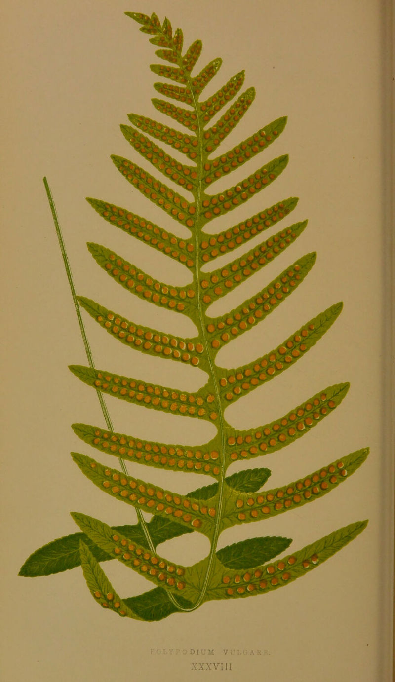 r o I. y j’ 3 DI u M V i’ I, < ; A K y. XXXVIII