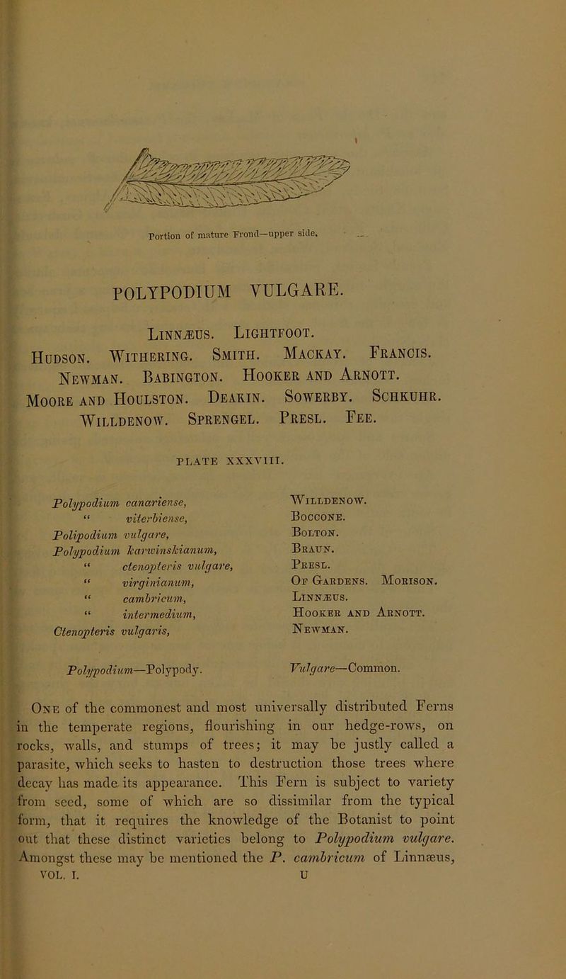 Portion of mntnre Frond—upper side. \ POLYPODIUM VULGARE. LiNNtEUS. Lightfoot. Hudson. Withering. Smith. Mackay. Francis. Newman. Babington. Hooker and Arnott. Moore and PIoulston. Deakin. Sowerby. Schkuhr. WiLLDENOW. SpRENGEL. PrESL. FeE. PLATE XXXVIII. Poll/podium canariense, “ viierhiense, Polipodium vulgare. Polypodium Icarivinslcianum, “ ctenopleris vulgare, “ virginianum, “ camhricurn, “ intermedium, Ctenopleris vulgaris. W1LT.DENOW. Boccone. Bolton. Braun. Presl. Of Gardens. Moeison, LiNNiEUS. Hooker and Arnott. Newman. Polypodium—Polypody. Vulgare—Common. One of the commonest and most universally distributed Ferns in the temperate regions, flourishing in our hedge-rows, on rocks, walls, and stumps of trees; it may be justly called a parasite, which seeks to hasten to destruction those trees where decay has made, its appearance. This Fern is subject to variety from seed, some of which are so dissimilar from the typical form, that it requires the knowledge of the Botanist to point out that these distinct varieties belong to Polypodium vulgare. Amongst these may be mentioned the P. camhricurn of Linnaeus,