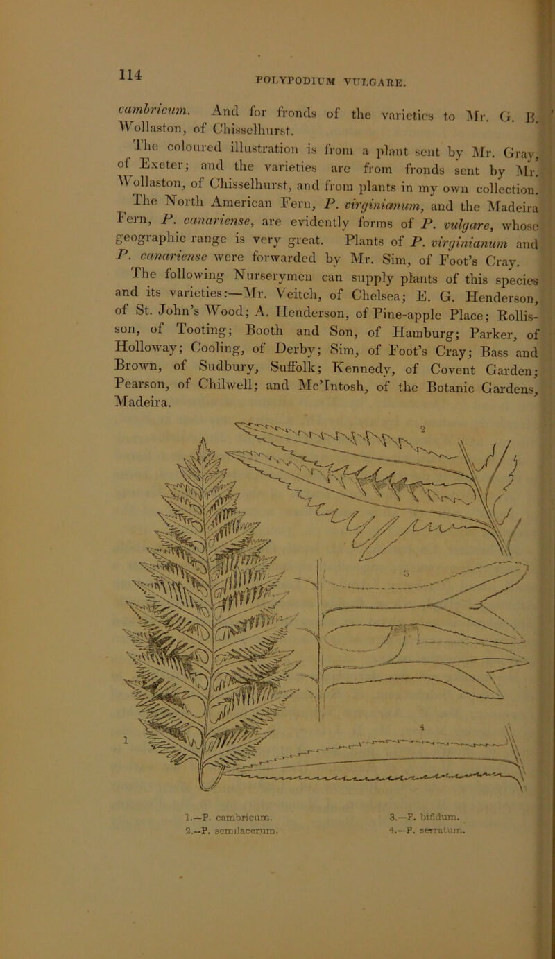 POLYPOmuiW VULGAPE. camhrictim. And for fronds of the varieties to i\fr. G. B. Wollaston, of Ohissclhnrst. The coloured illustration is from a plant sent by :\Ir. Gray, j the varieties arc from fronds sent by Mr, AV ollaston, of Chisselhurst, and from plants in my own collection. The North American Fern, P. vircjinicmum, and the Madeira Fe]-n, P. canariense, are evidently forms of P. vulgare, whose geographic range is very great. Plants of P. virginiamim and P. canariense were forwarded by Mr. Sim, of Foot’s Cray. The following Nurserymen can srrpply plants of this species and its varieties:—Mr. Veitch, of Chelsea; E. G. Henderson, of St. John’s Wood; A. Henderson, of Pine-apple Place; Kollis- son, of Tooting; Booth and Son, of Hamburg; Parker, of Holloway; Cooling, of Derby; Sim, of Foot’s Cray; Bass and BroAvn, of Sudbury, SirfFolk; Kennedy, of Covent Garden; Pearson, of Chilwell; and Mc’Intosh, of the Botanic Gardens^ Madeira. 1. —P. cambricum. 2. —P. sezmlacerum. 3. —F. bifidum. 4. —P. serratum.