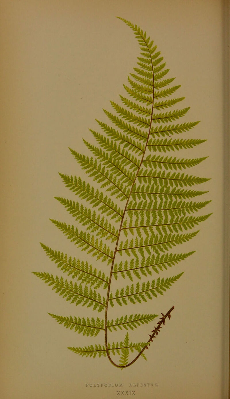 rOLYPOUIUM ALPESTKK. XXXIX