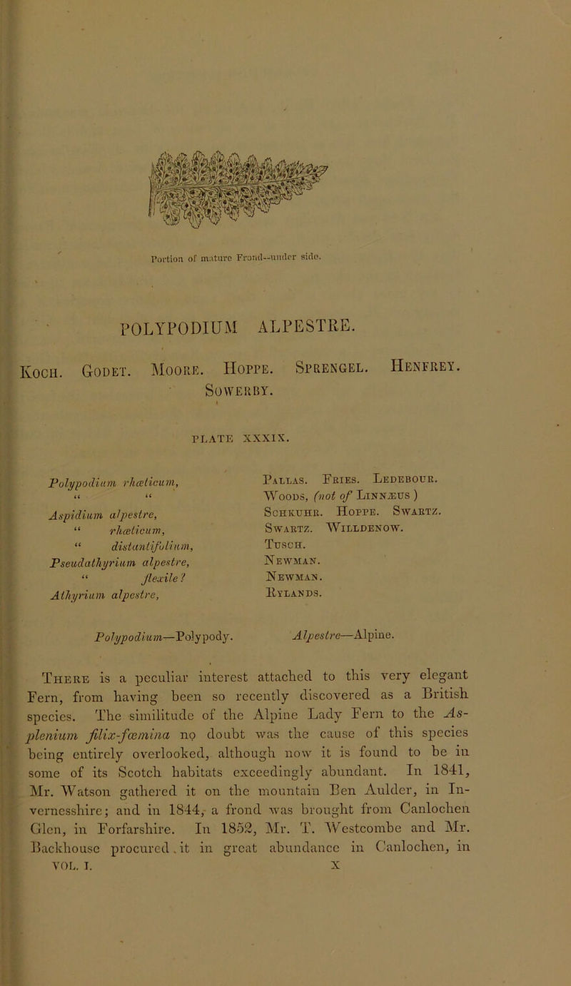 Portion of mature Frond—umler side. ( Koch. rOLYPODIUM ALPESTRE. Godet. Moore. Hoppe. Sprengel. SoWERBY. Henfrey. I il . f PLATE Polypodium rhcelicum, It II Aspidium a/pest re, “ rhcelicum, “ disianiifoiinm, Pseudathyrium alpeatre, “ Jlexile? AiJiyriam alpestre, Polypodium—Polypody. XXXIX. P.iLLAS. Fries. Ledebouk. Woods, (not of Linnietis ) ScHK-UHR. Hoppe. Swartz. Swartz. Willdenow. Tusch. Newman. Newman. Hylands. Alpestre—Alpine. ; - [I i; There is a peculiar interest attached to this very elegant Fern, from having been so recently discovered as a British species. The similitude of the Alpine Lady Fern to the As- plenium fdix-fceniiiia no doubt was the cause of this species being entirely overlooked, although now it is found to be in some of its Scotch habitats exceedingly abundant. In 1841, Mr. Watson gathered it on the mountain Ben Aulder, in In- vernesshire; and in 1844,- a frond was brought from Canlochen Glen, in Forfarshire. In 1852, Mr. T. Wcstcombe and Mr. Backhouse procured.it in great abundance in Canlochen, in IS