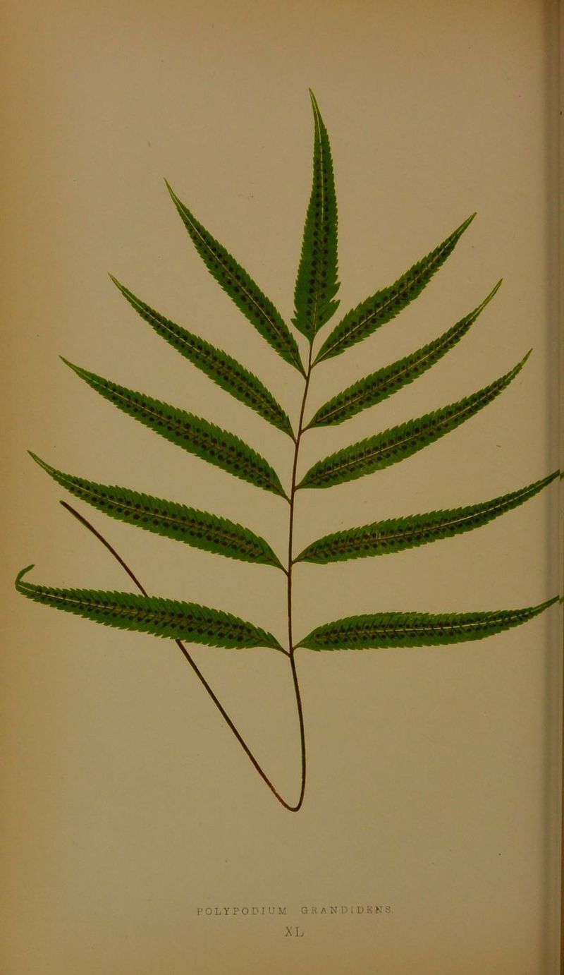 If POLYPODIUM GRANDIDKNS. XL