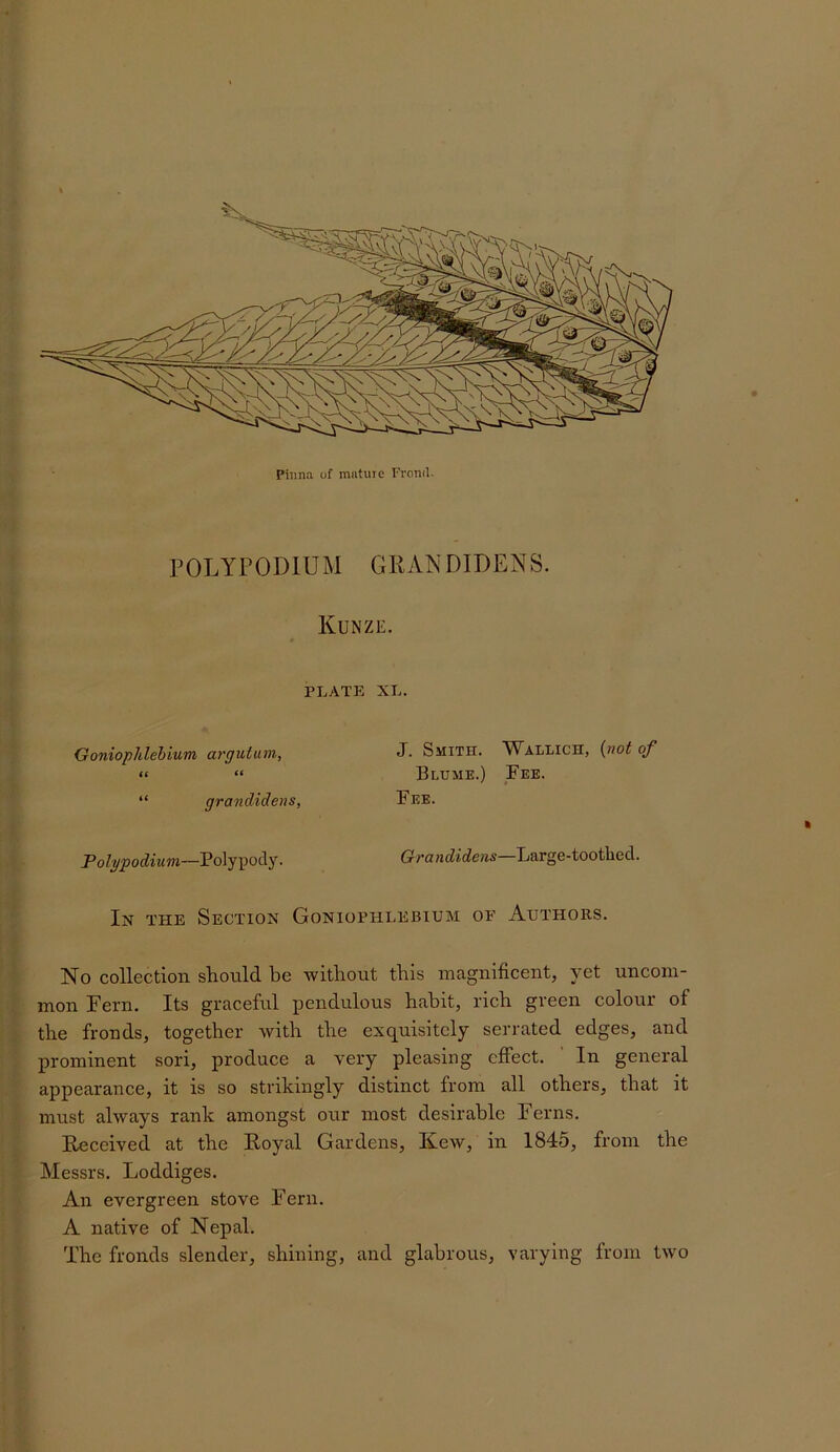 Pinna of mature Fronil. POLYPODIUM GllAIs'DIDENS. Kunze. PLATE XL. Goniopldehium argutum, i( <‘ “ grandidens, Polypodium—Polypody. J. Smith. Wallich, {not of Blume.) Fee. Fee. Grandidens—Large-toothed. In the Section Goniophlebium oe Authors. No collection should be without this magnificent, yet uncom- mon Pern. Its graceful pendulous habit, rich green colour of the fronds, together with the exquisitely serrated edges, and prominent sori, produce a very pleasing effect. In general appearance, it is so strikingly distinct from all others, that it must always rank amongst our most desirable Perns. Received at the Royal Gardens, Kew, in 1845, from the Messrs. Loddiges. An evergreen stove Pern. A native of Nepal. The fronds slender, shining, and glabrous, varying from two